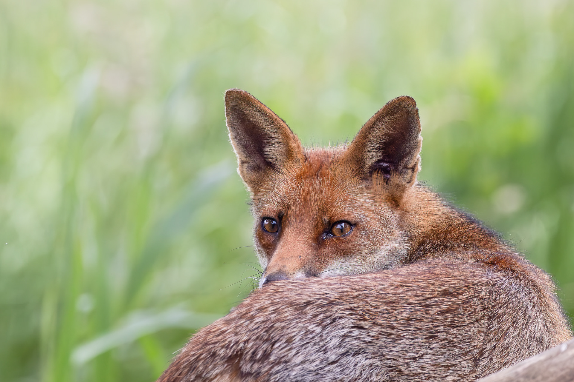 Cute fox with staring eyes - Photohide, Maarssen (2024, NL)