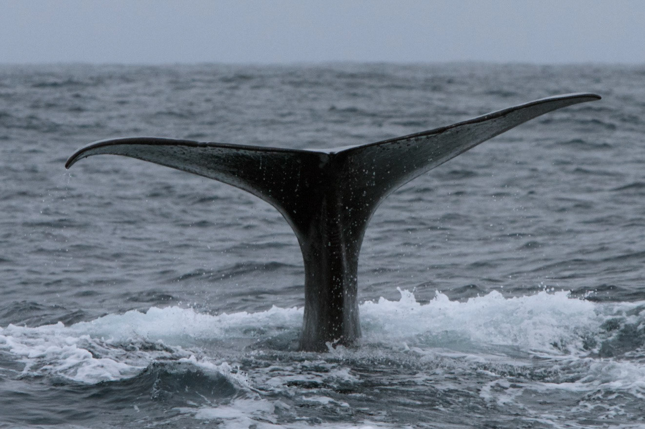 Sperm whale, Versteralen - Norway