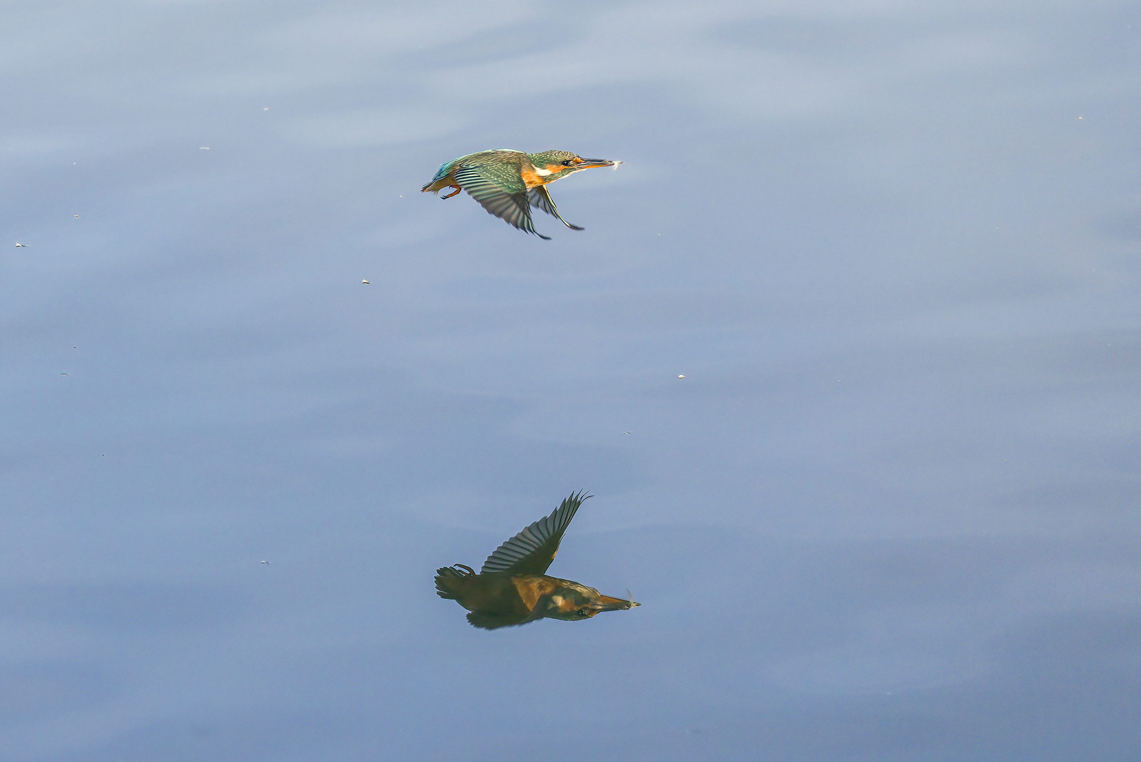 Flying kingfisher reflection, Lepelaarplassen - Almere (2023)