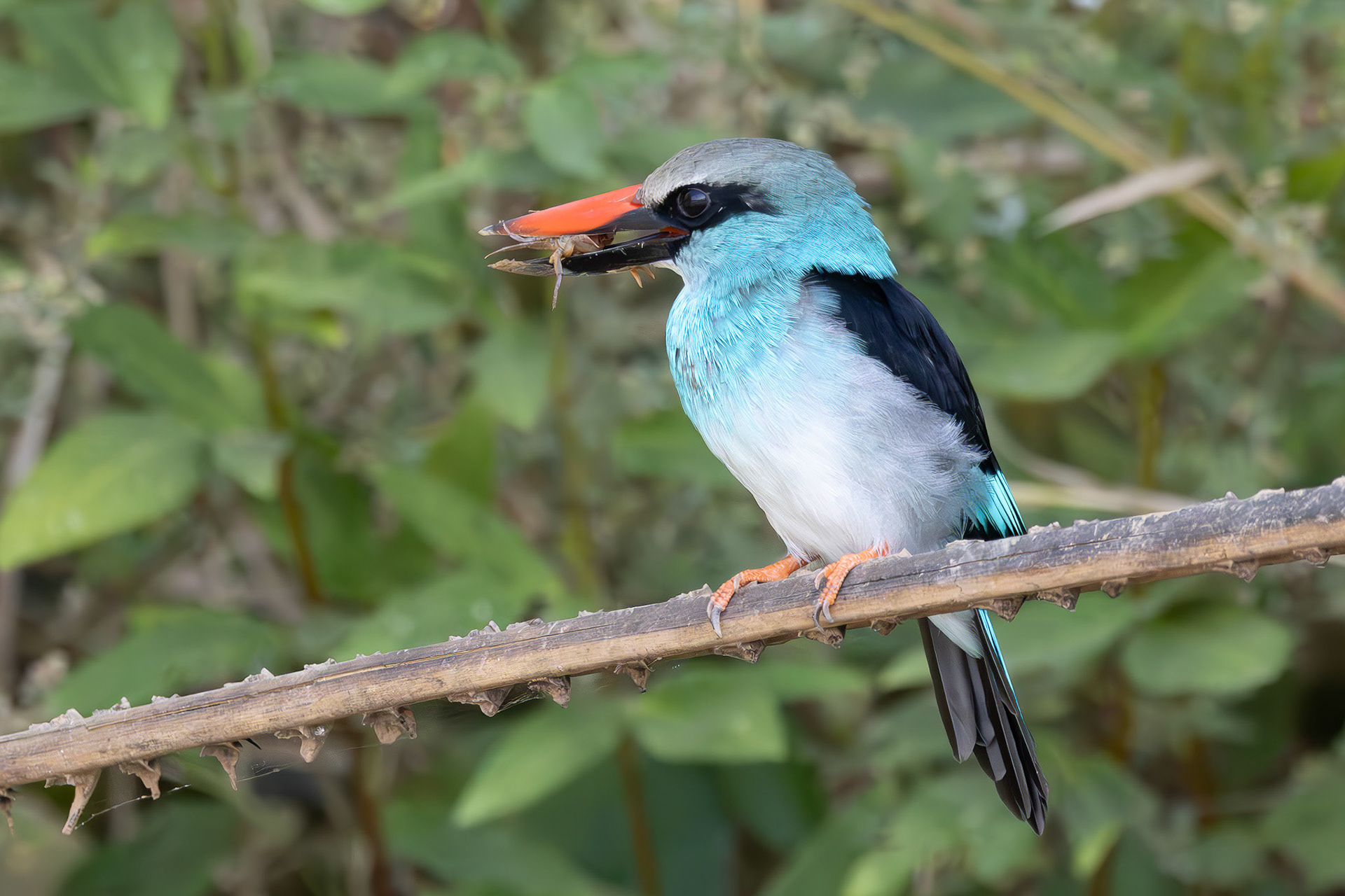 Blue-breasted Kingfisher with small crab