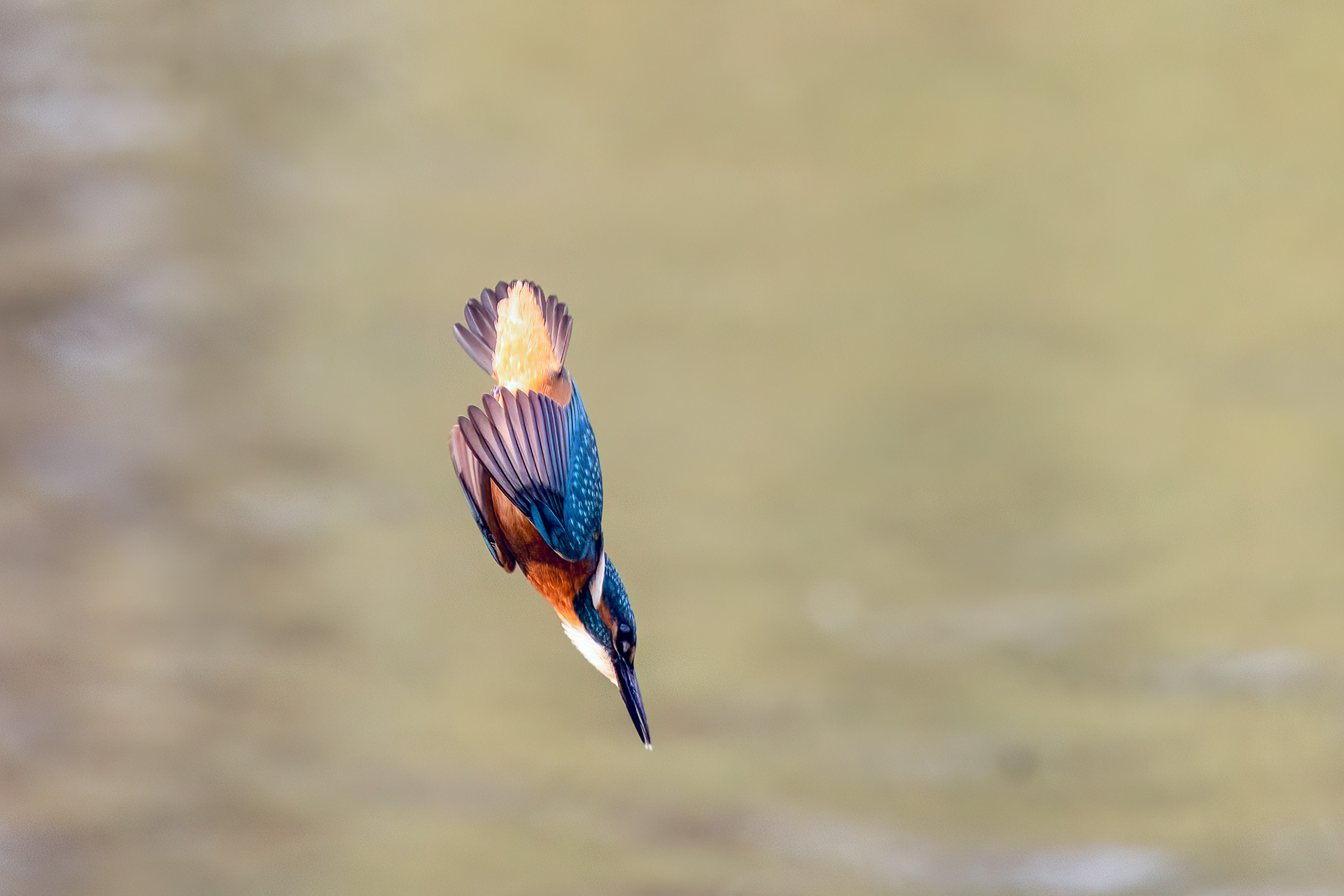 Diving kingfisher, Lepelaarplassen - Almere (2023)