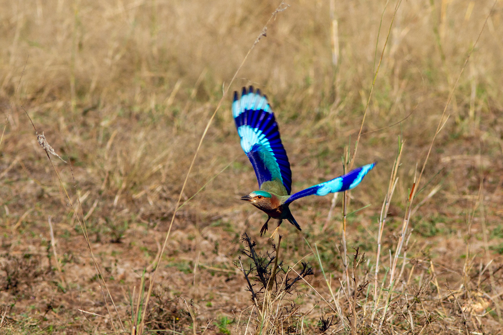 Indian Roller Bird, Bhandavgarh N.P. - India