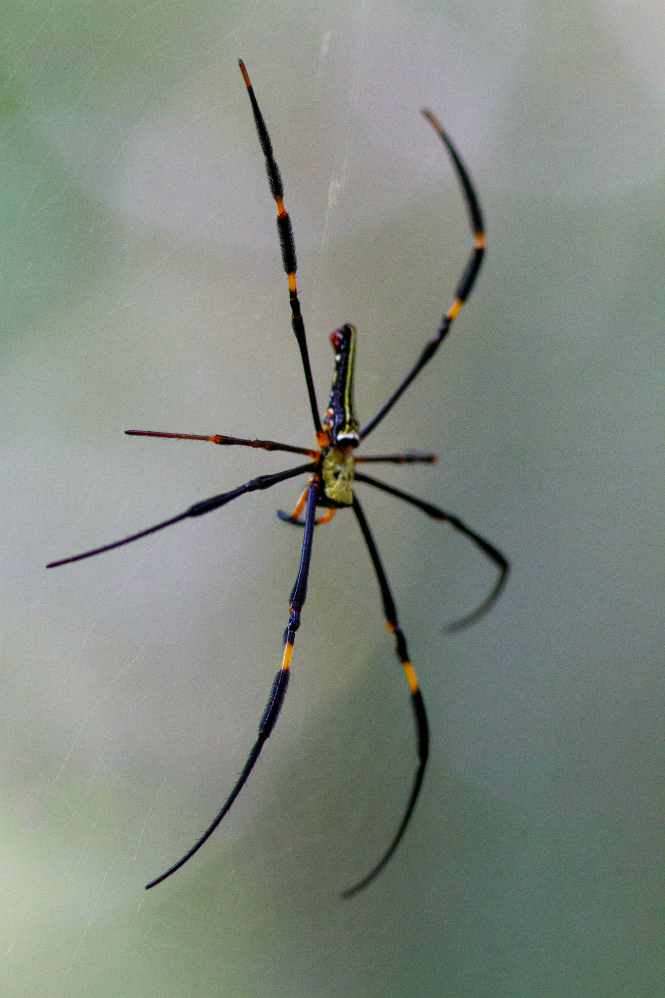Big spider, Khao Yai park - Thailand