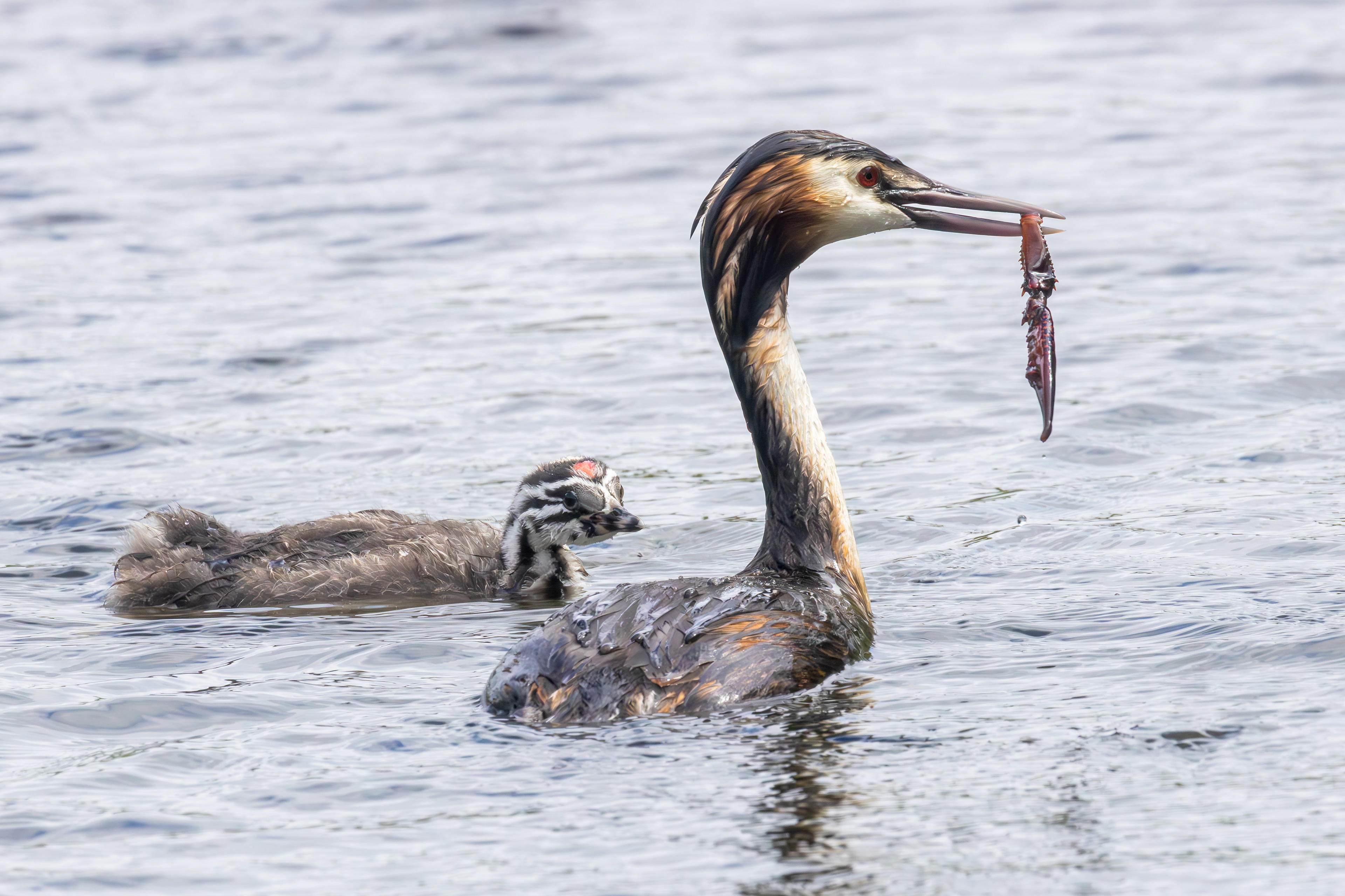 Great crested grebe with kid, Naarderplassen - Naarden (2025)