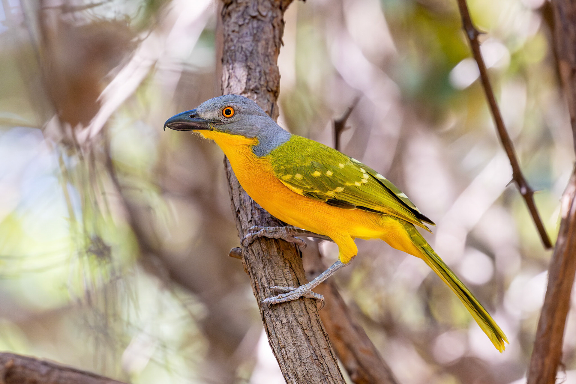 Grey-headed Bush-shrike
