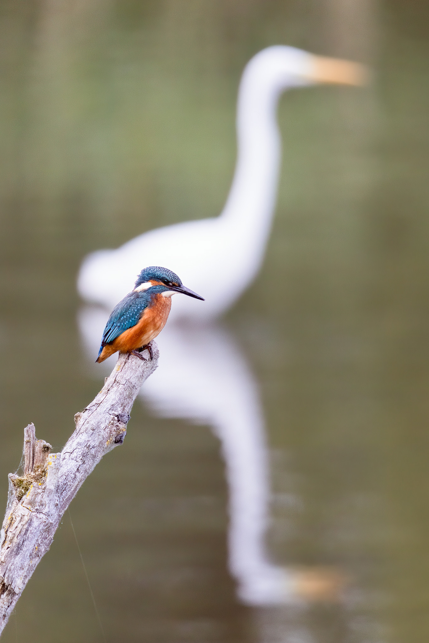 Kingfisher and great heron, Lepelaarplassen - Almere (2023)