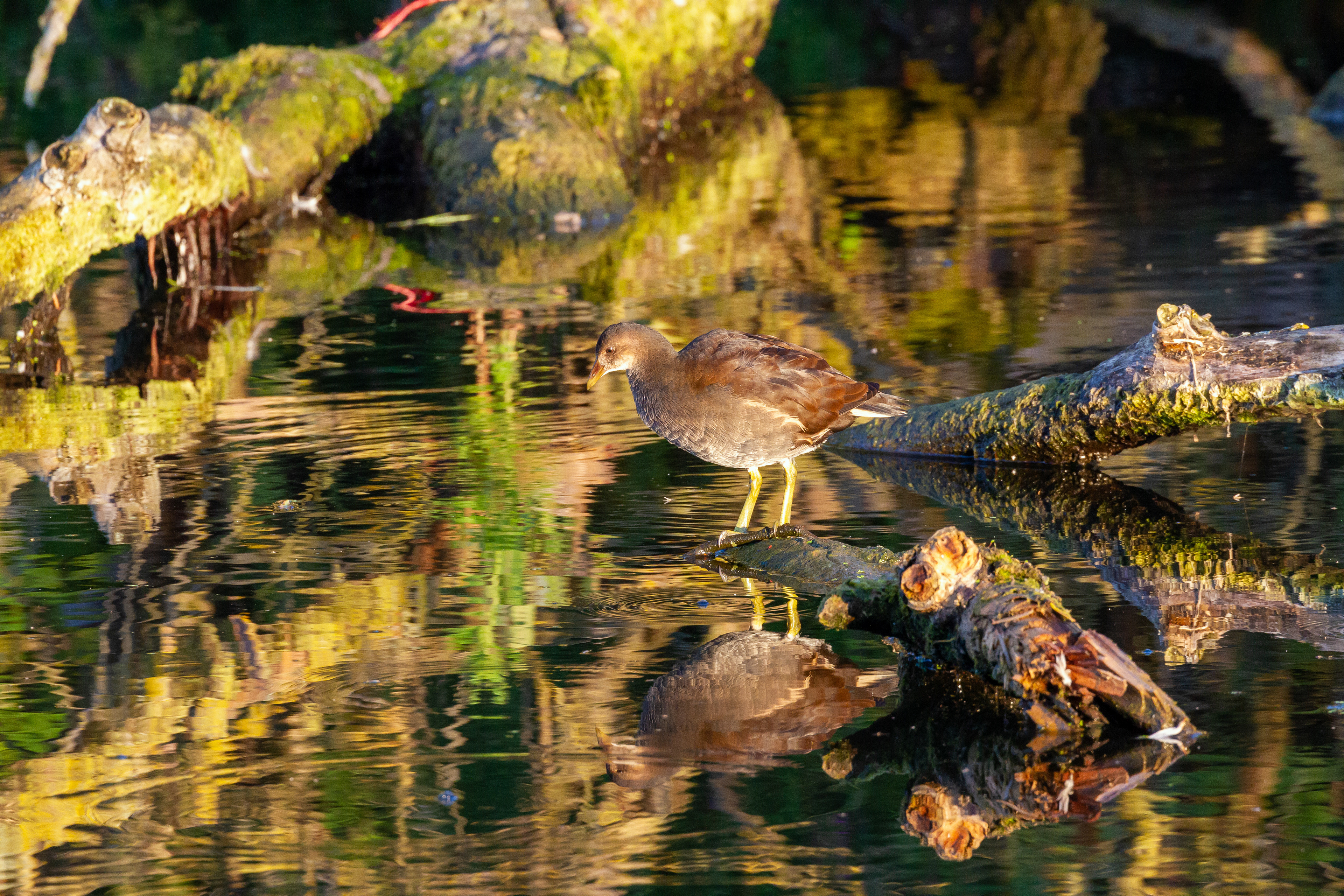 Juvenile moorhen, Lepelaarplassen - Almere