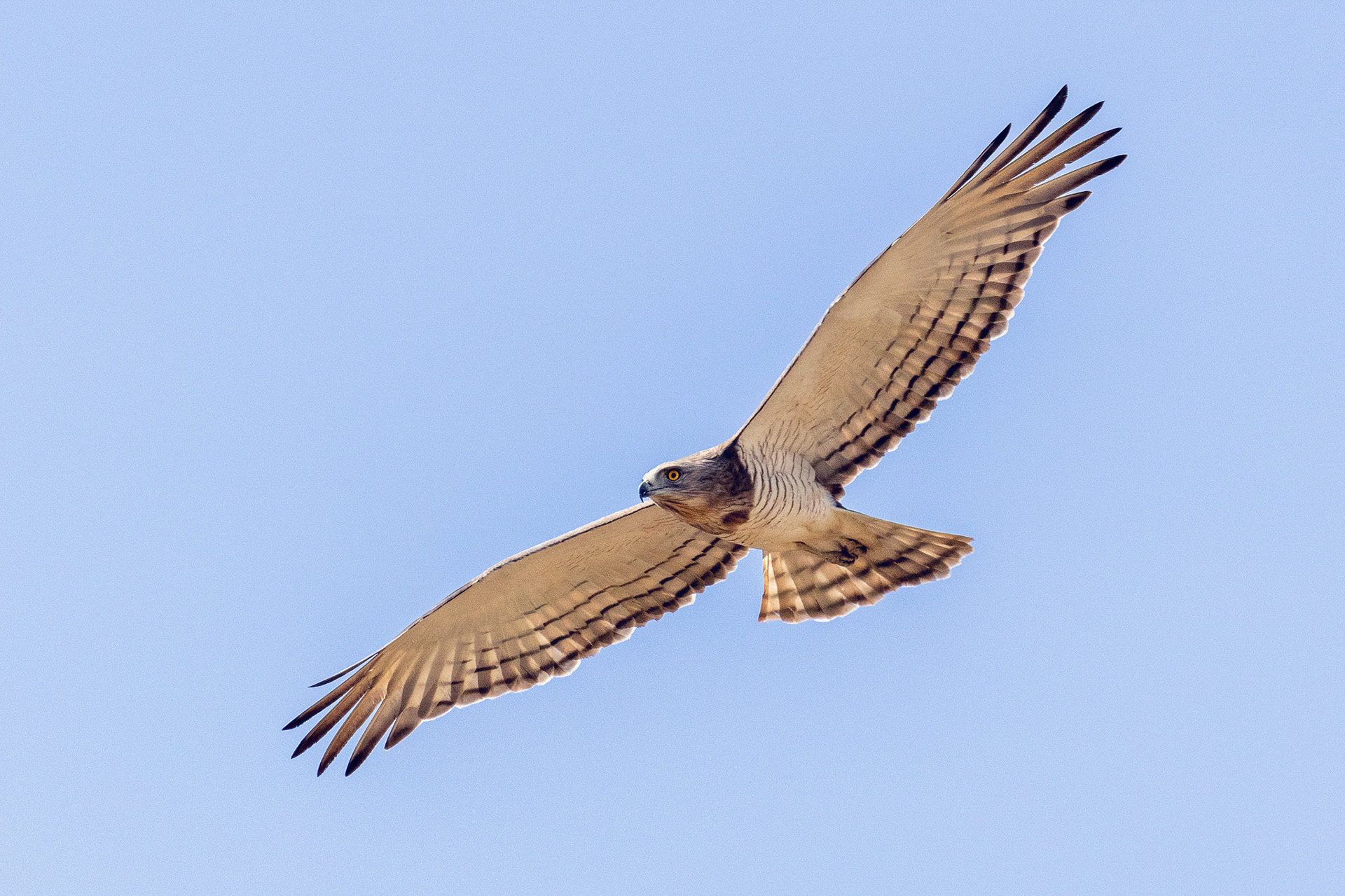 Beaudouin's Snake Eagle