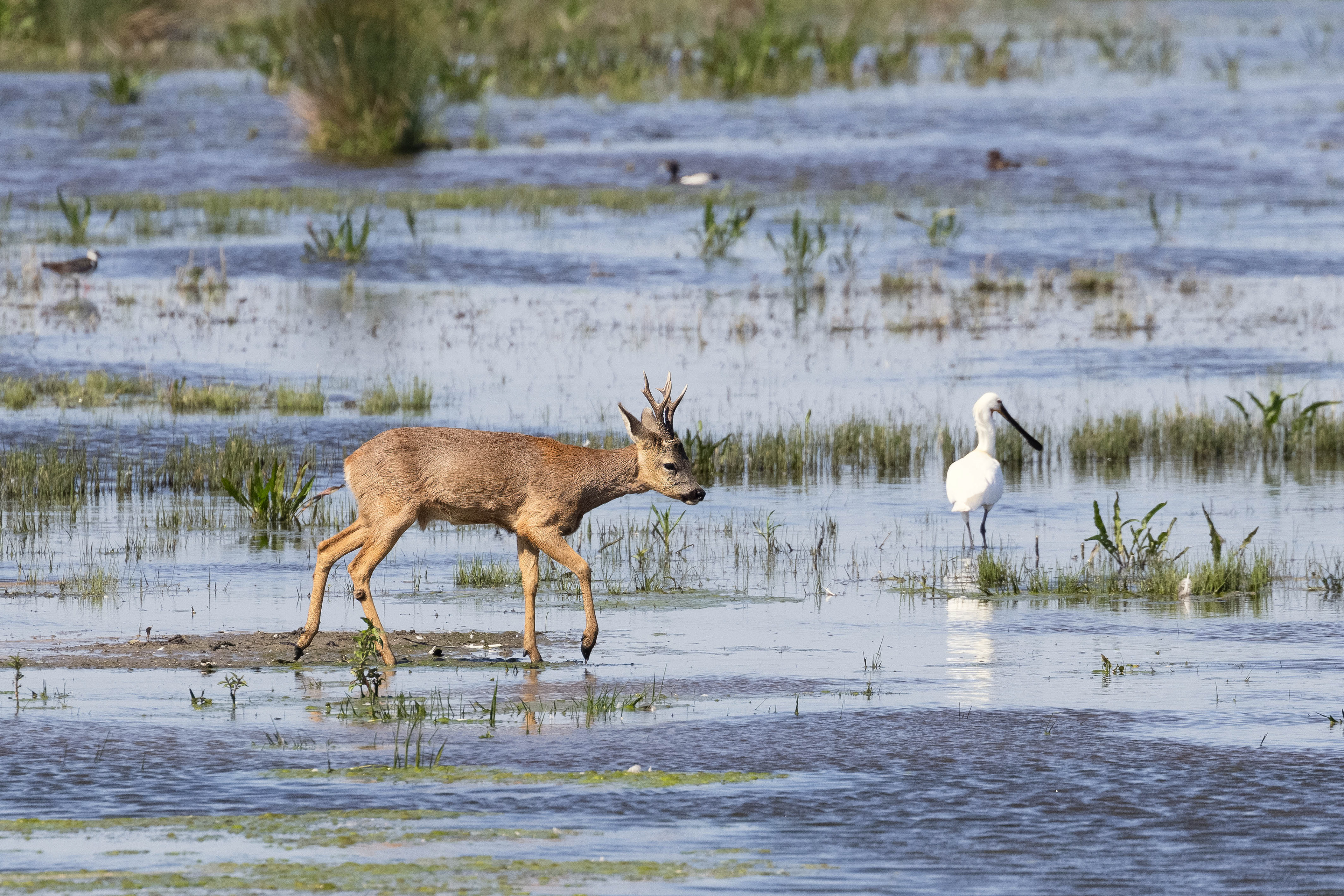 Roe deer and Spoonbill, Lepelaarplassen - Almere (2024)