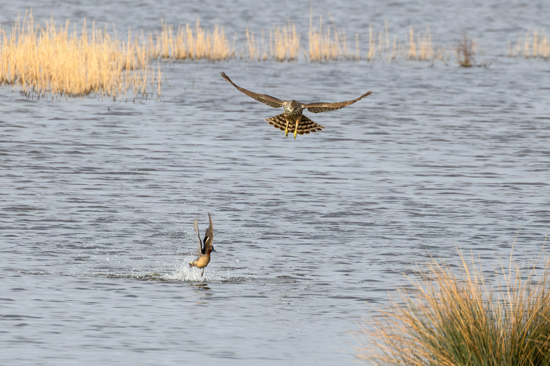 Goshawk on the hunt, Lepelaarplassen - Almere (2024)