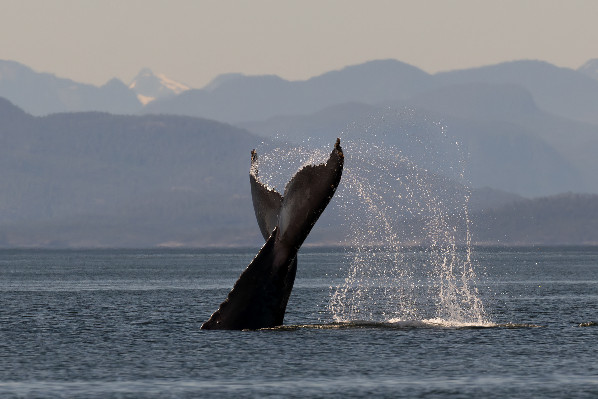 Humpback playing