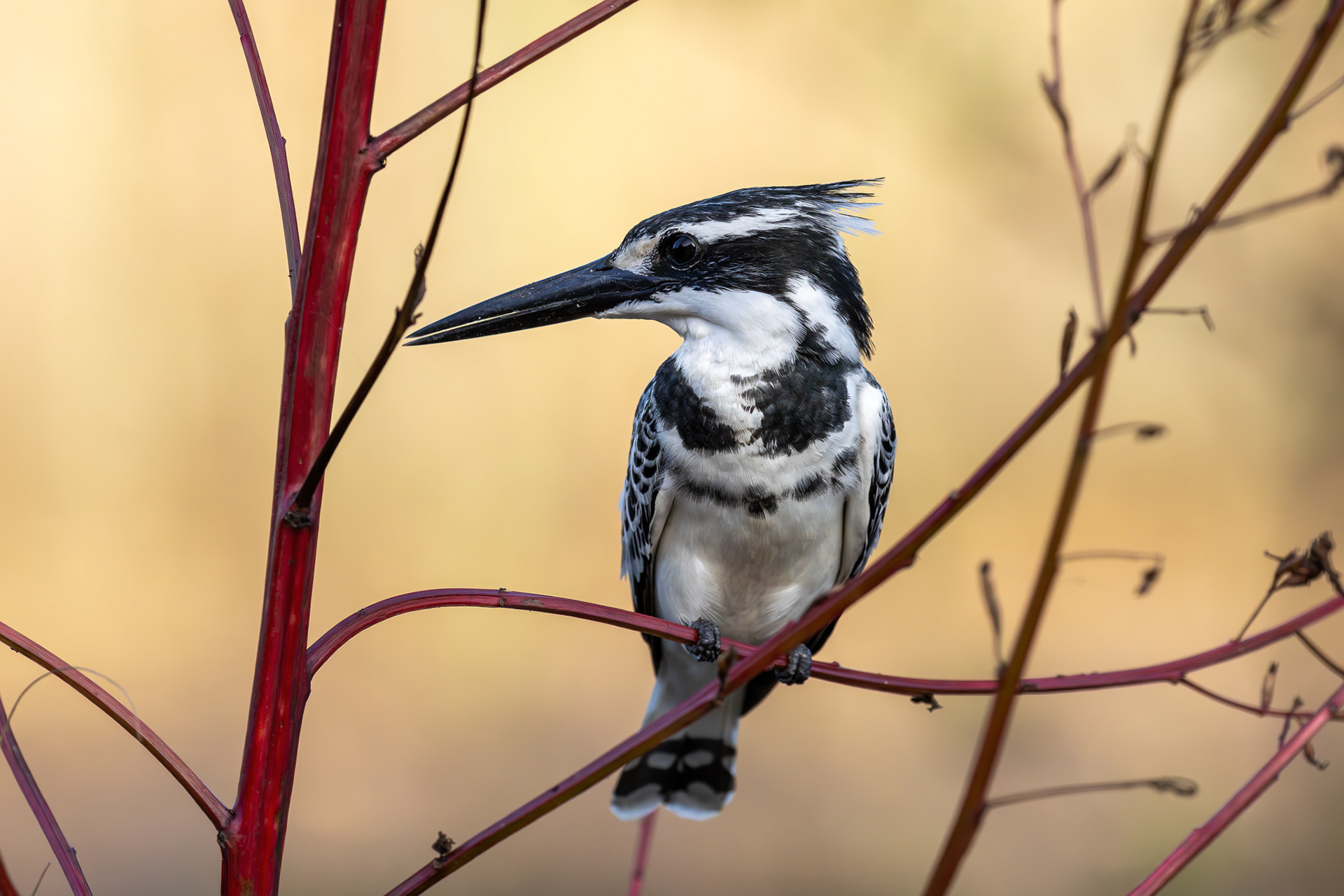 Pied Kingfisher