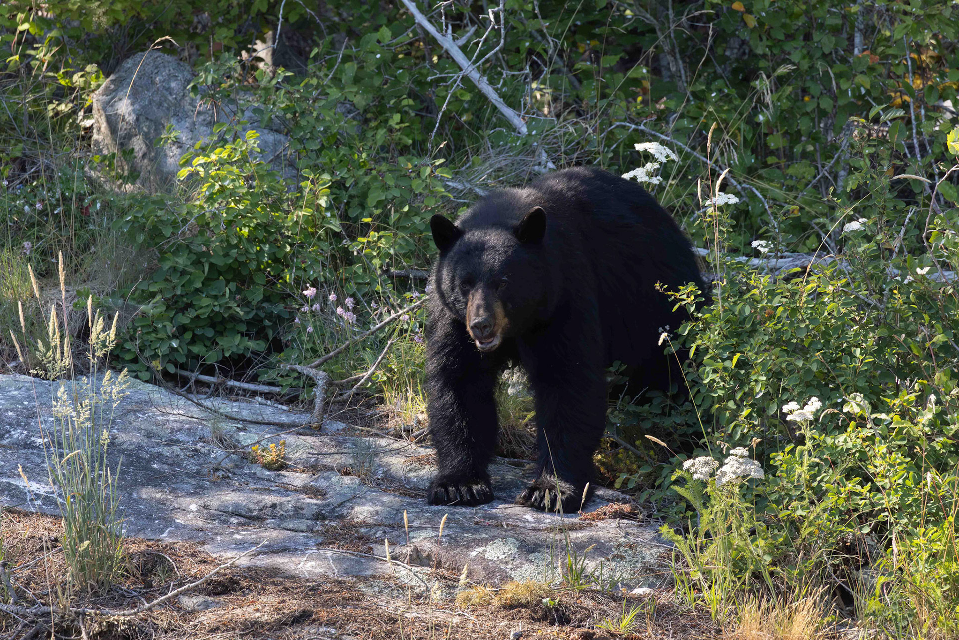 Black bear front pose