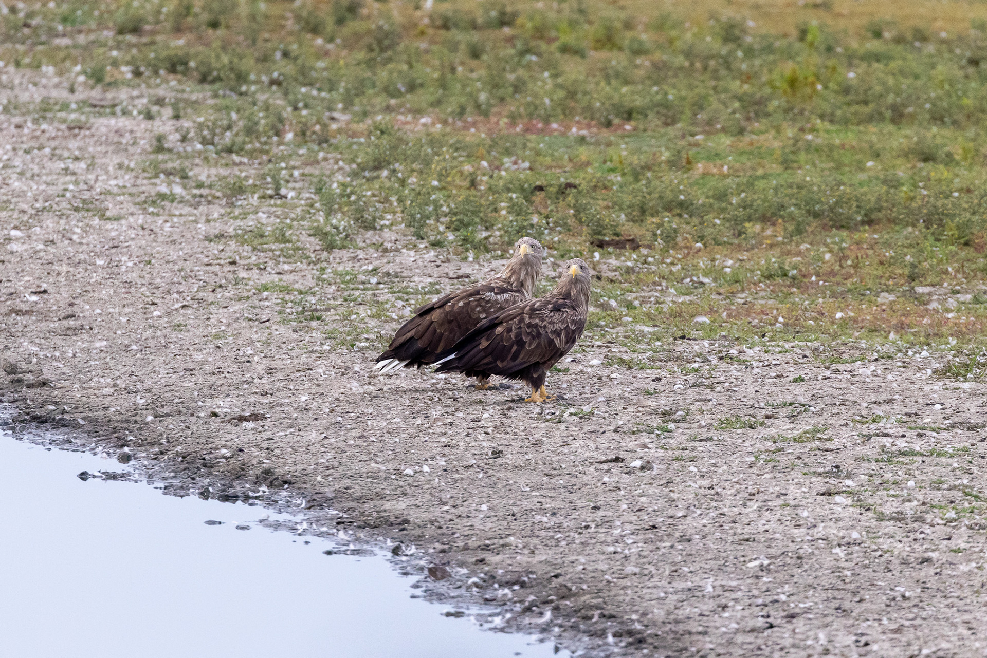 Side by side, Lepelaarplassen - Almere (2022)