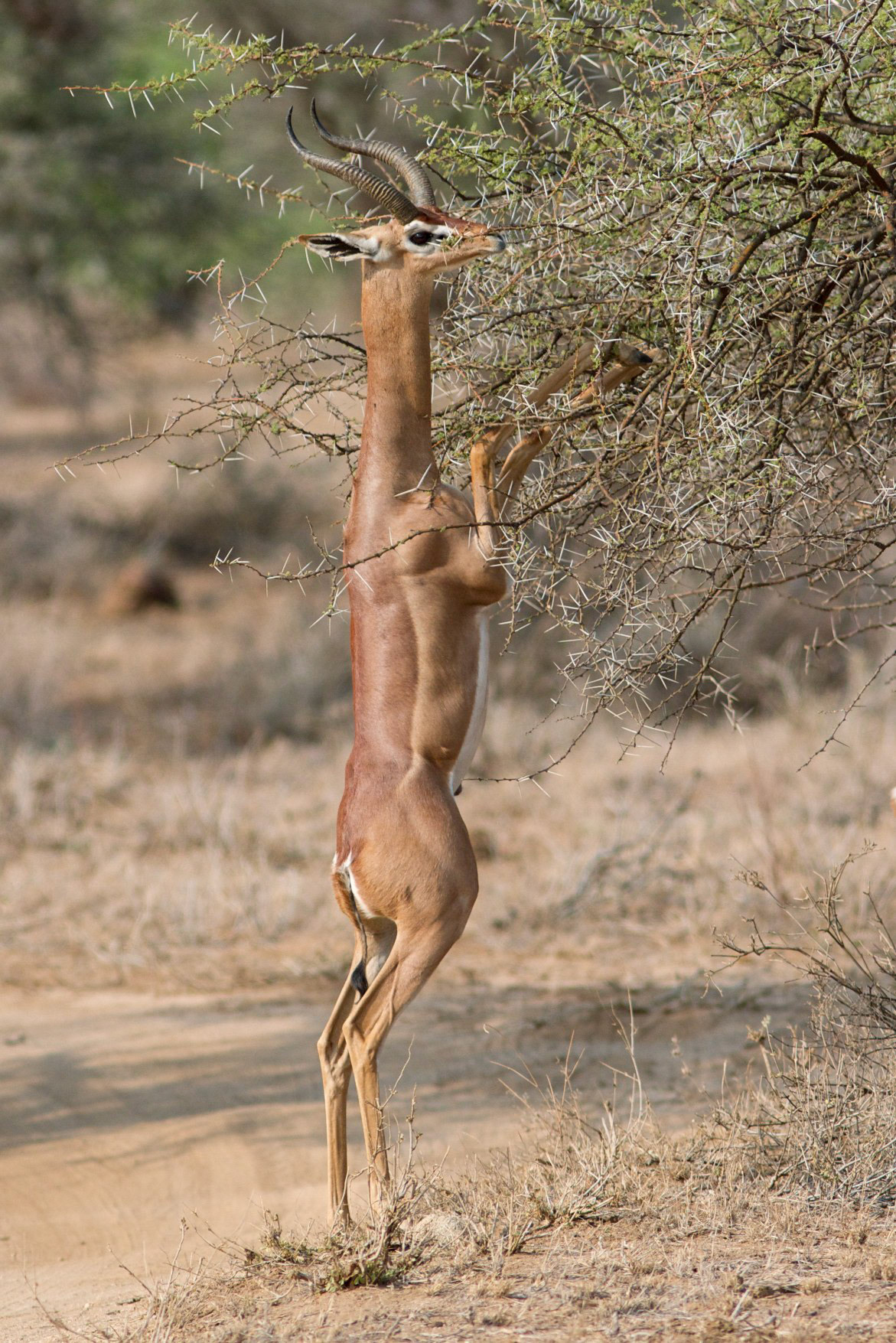 Generuk, Samburu, Kenya