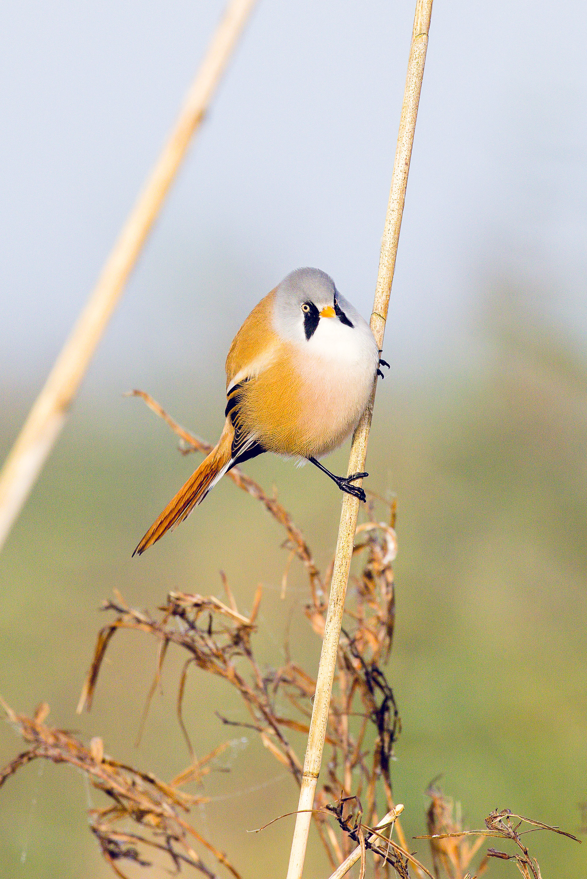 Male Bearded reedling, Marker wadden (2023)