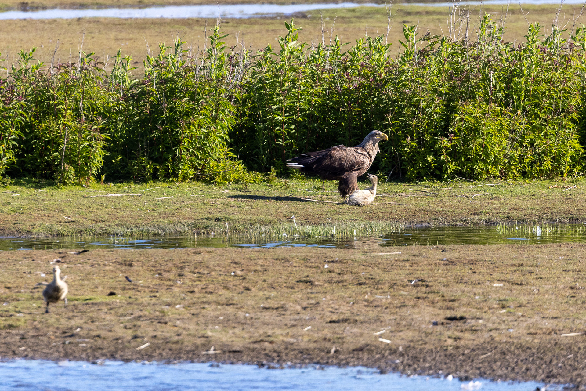 White-tailed eagle with catch, Lepelaarplassen - Almere (2022)