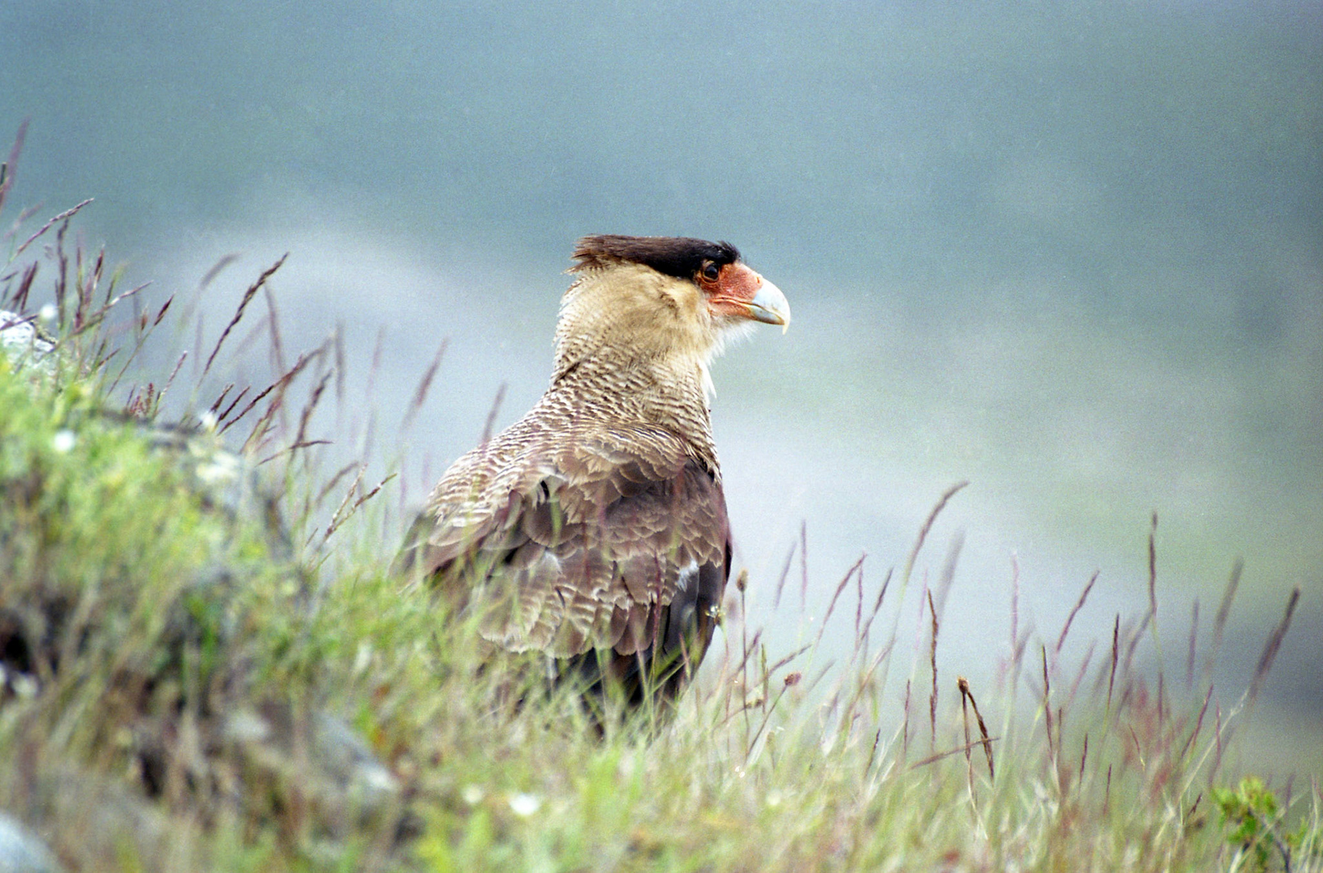 Southern crested caracara, Patagonia - Argentina