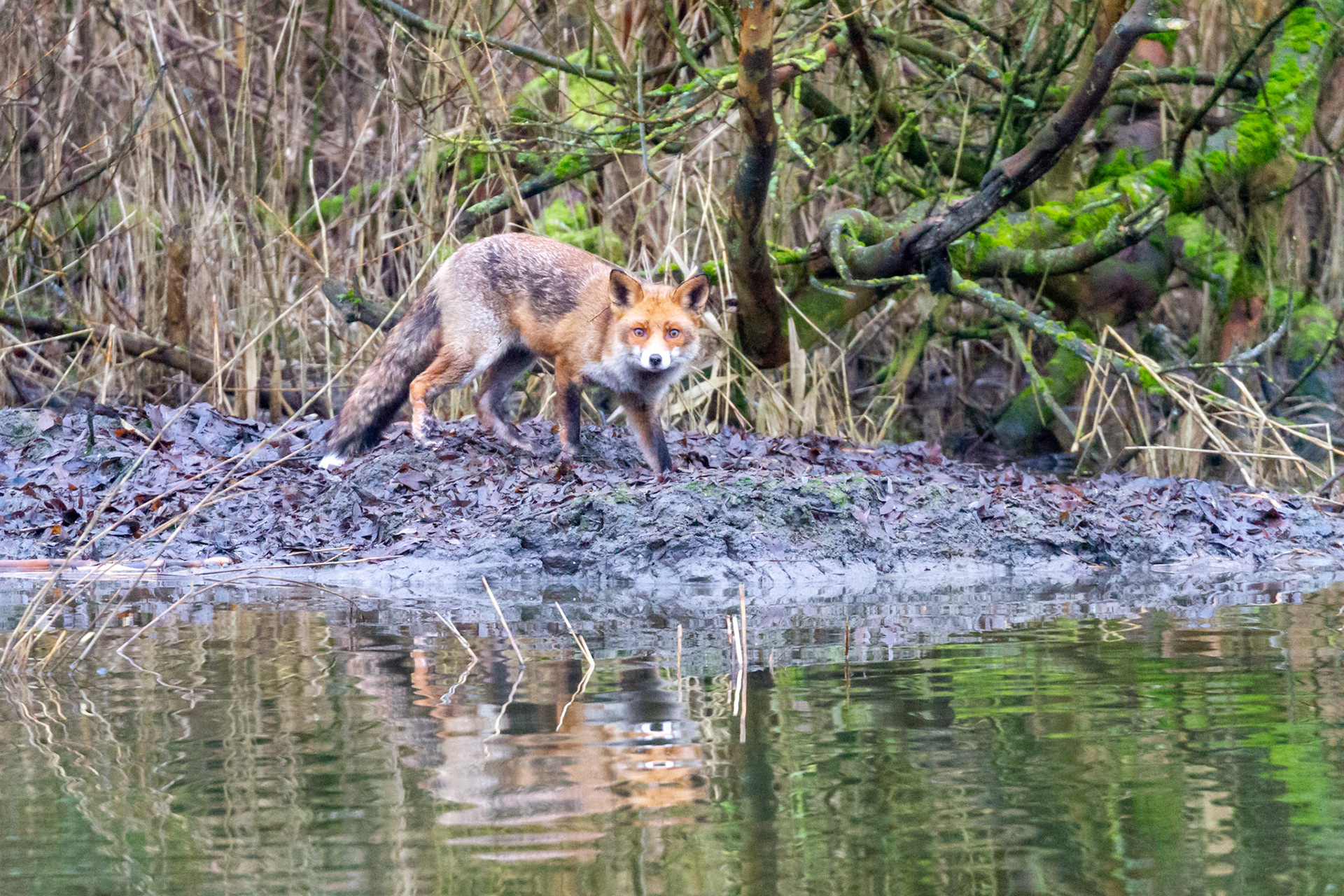 Fox - Lepelaarsplassen, Almere