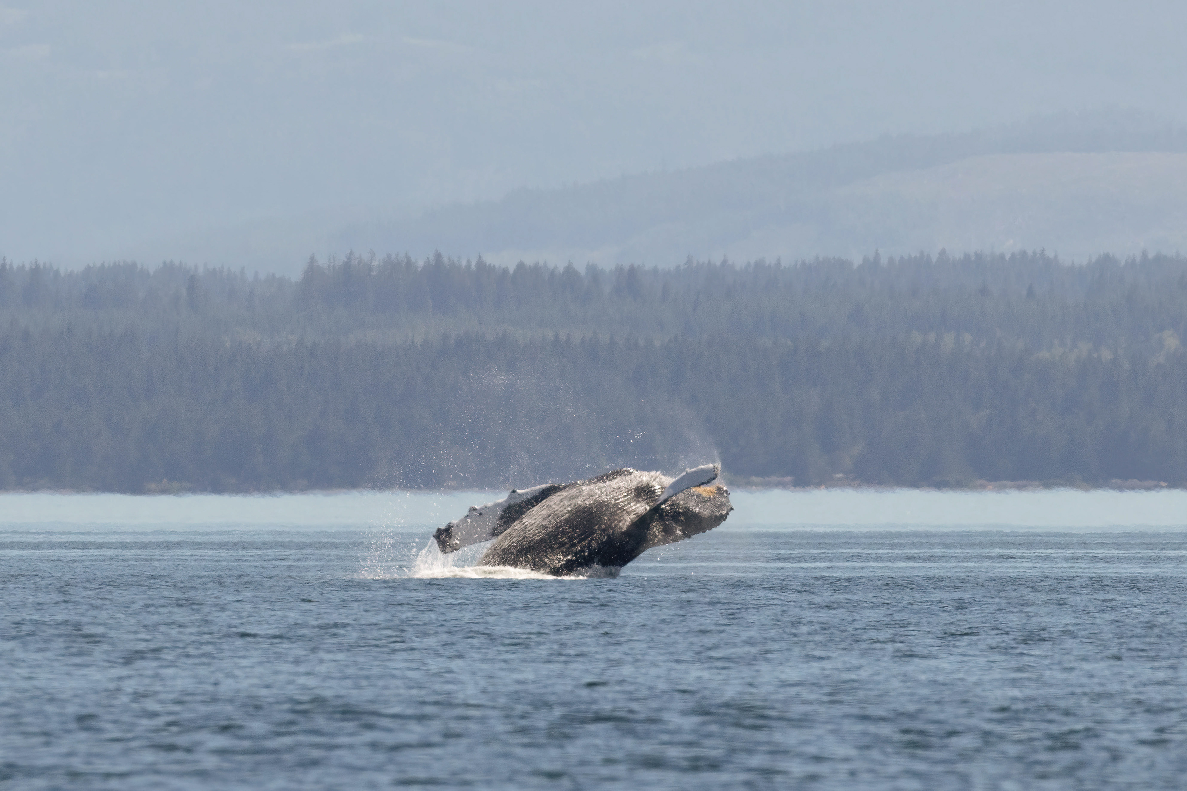 Humpback whale breaching