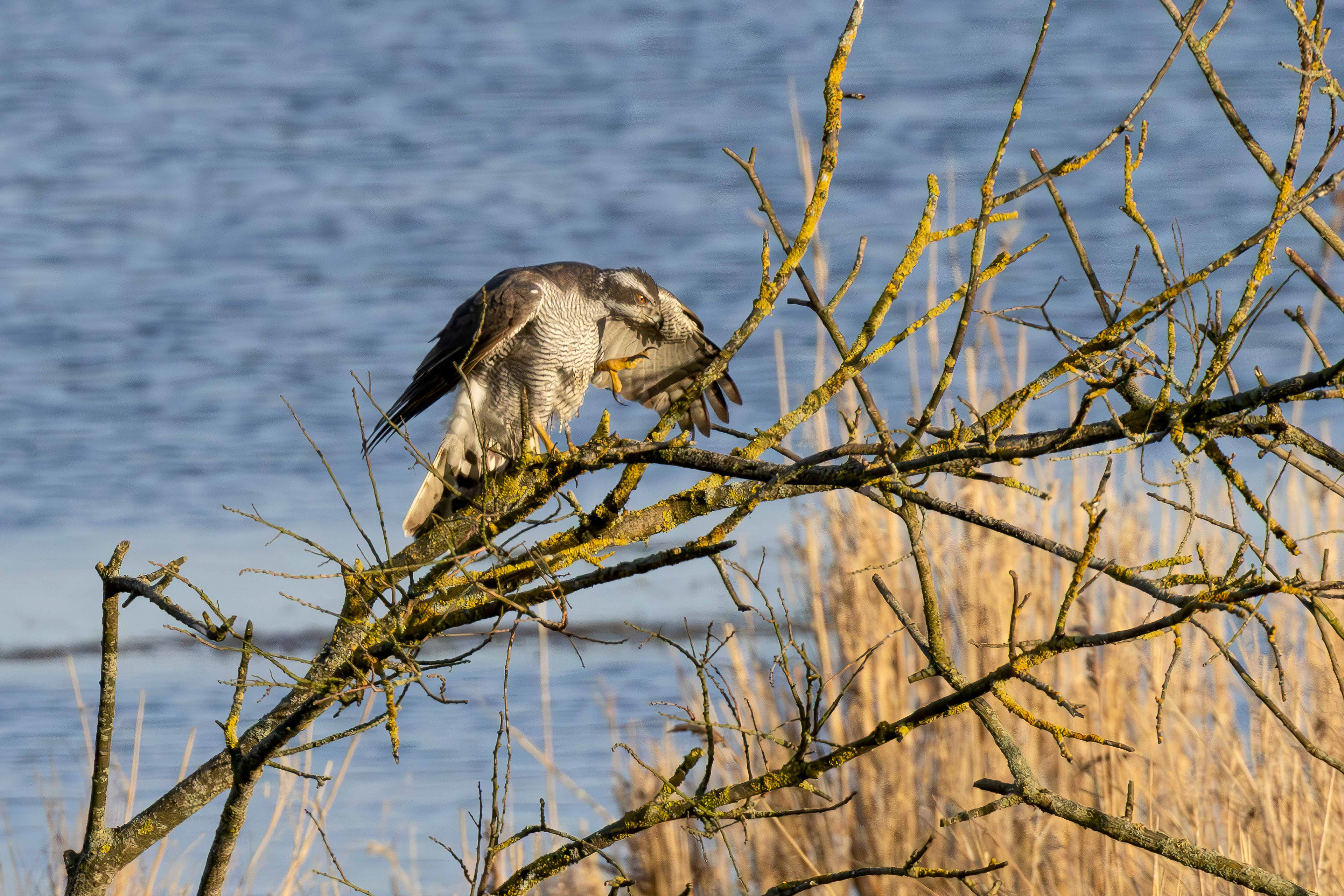 Eurasian goshawk, Lepelaarplassen (2026)