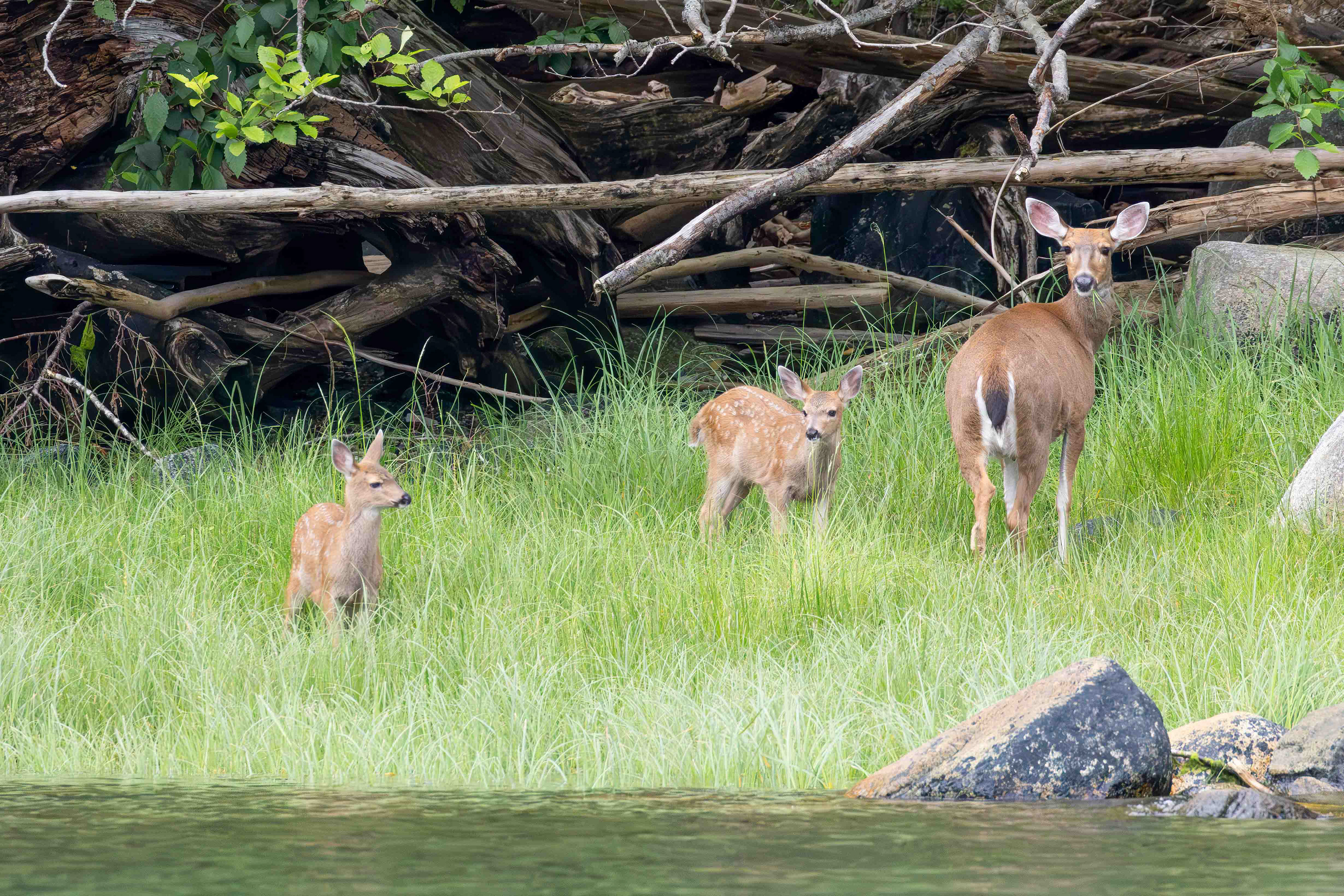 Deer with her fawns