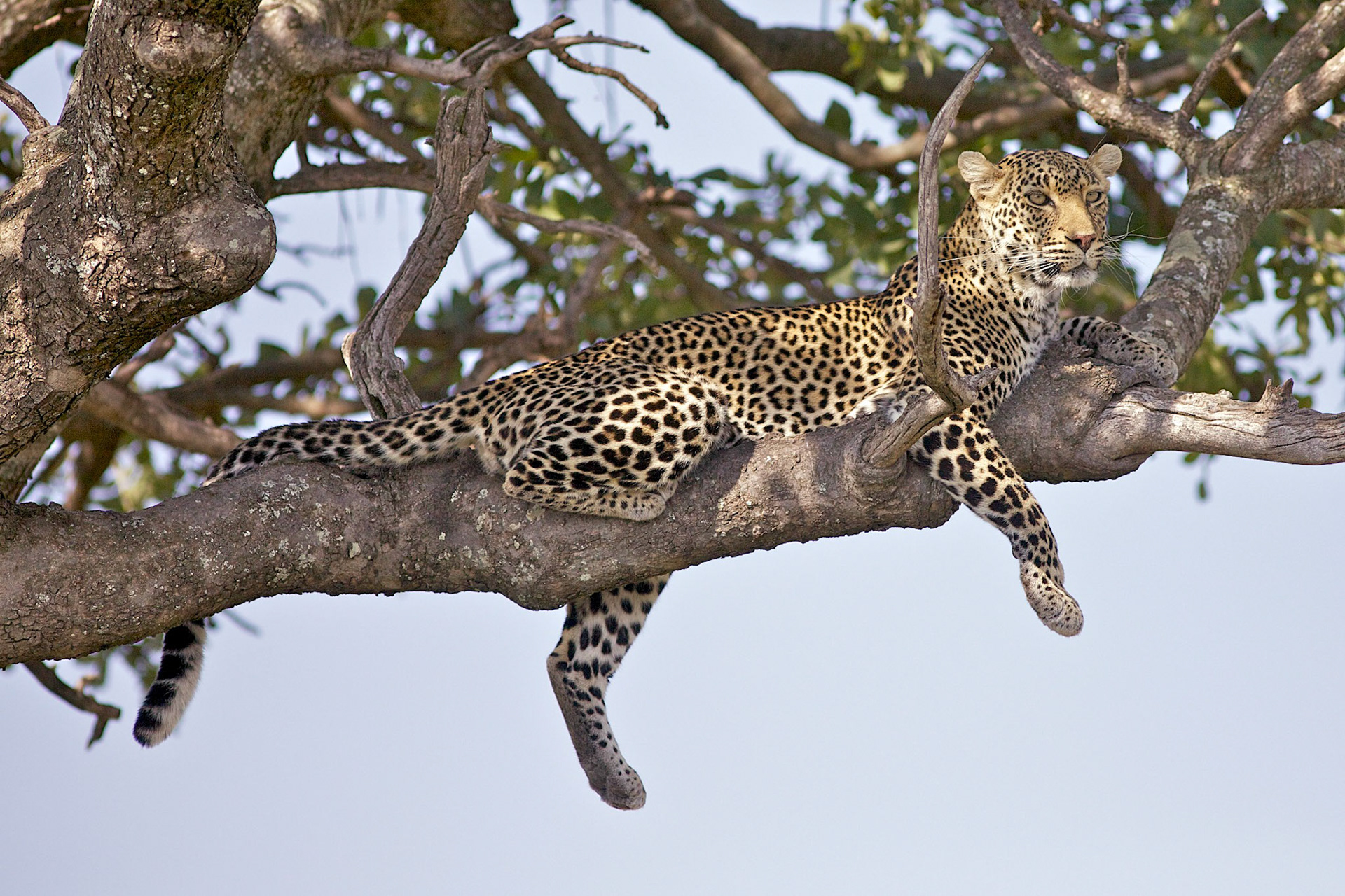 Leopard posing in tree, Masai Mara, Kenya