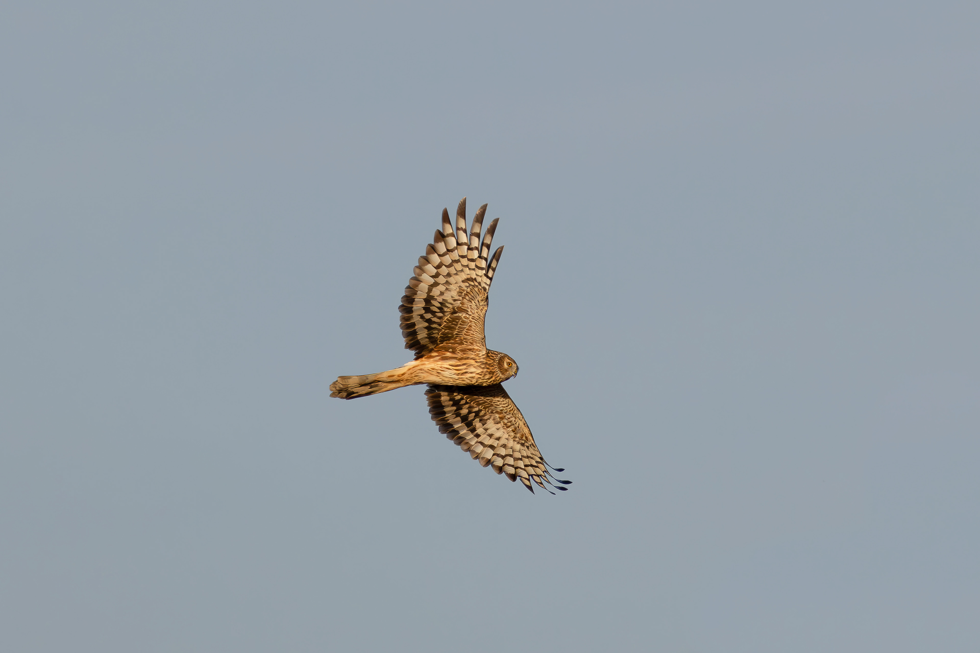 Hen harrier, Lepelaarplassen - Almere (2024)