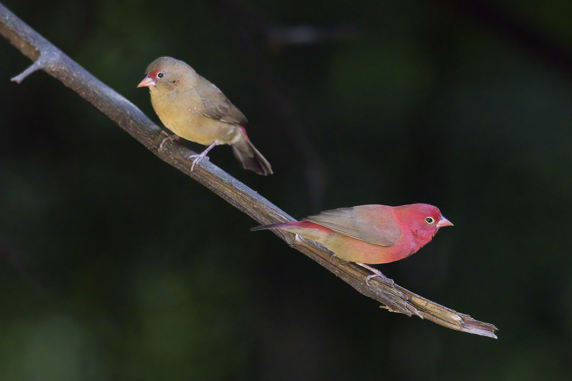 Red-billed Firefinch