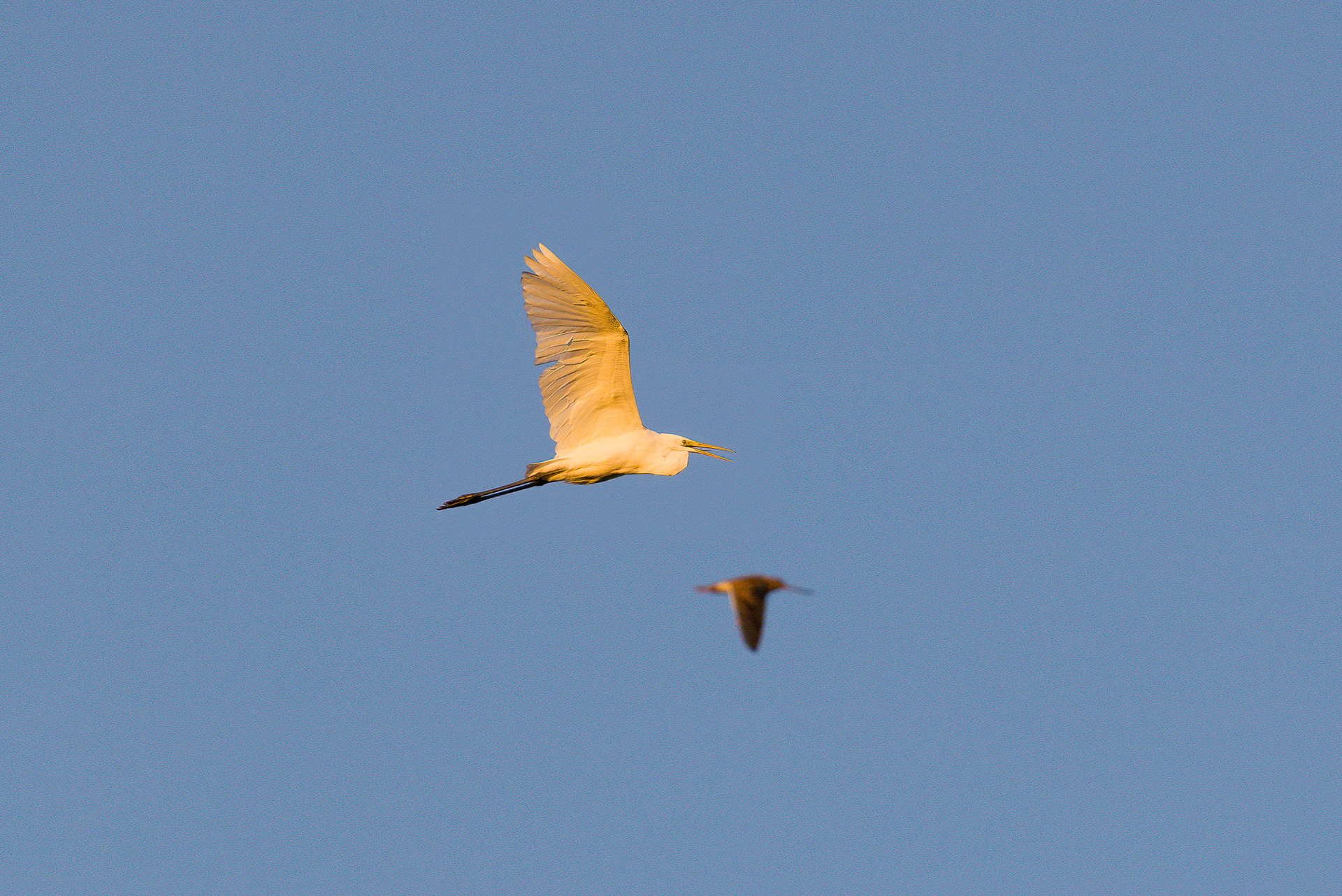 Great heron in late sun, Lepelaarplassen - Almere (2023)