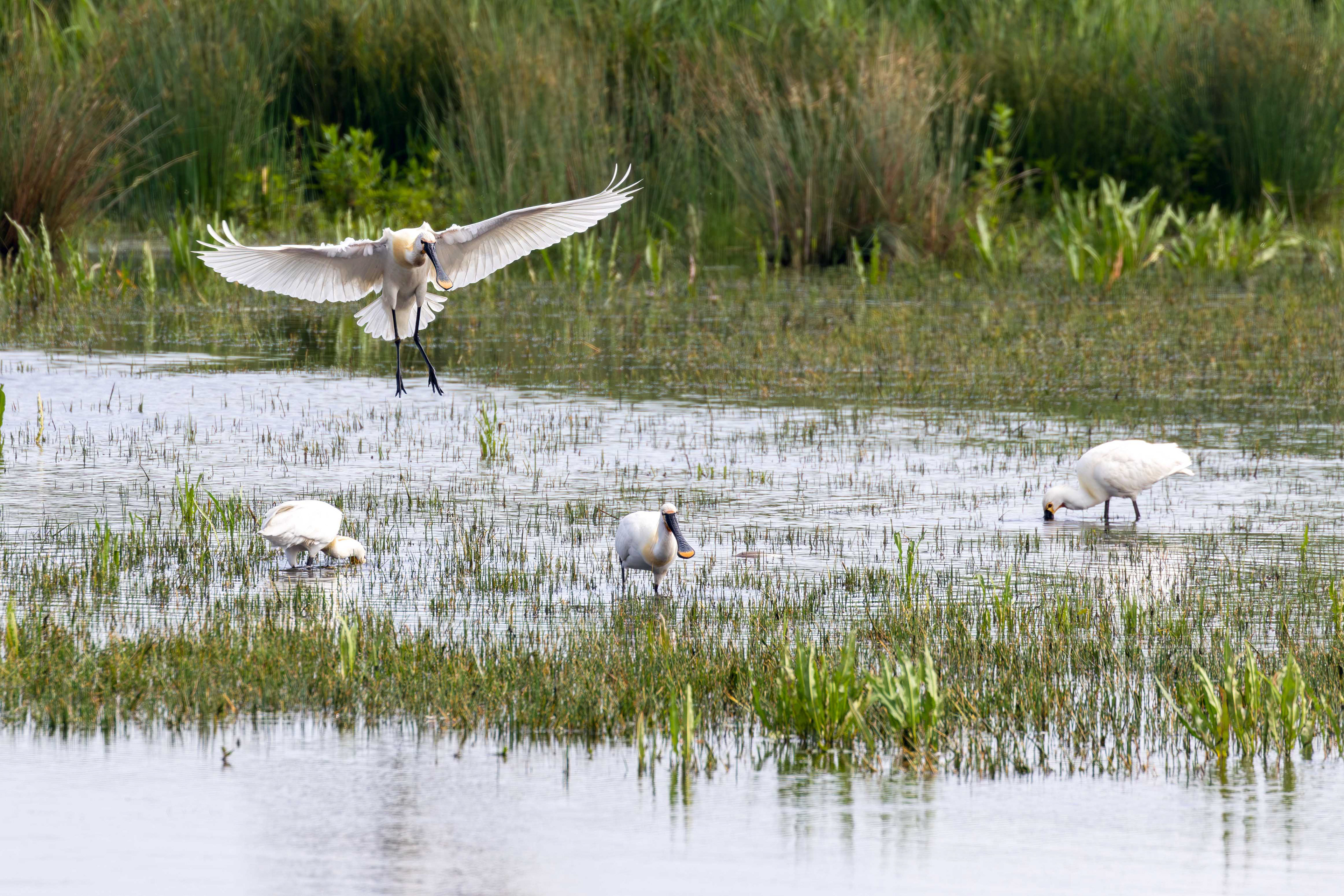 Spoonbills, Lepelaarplassen - Almere (2024)