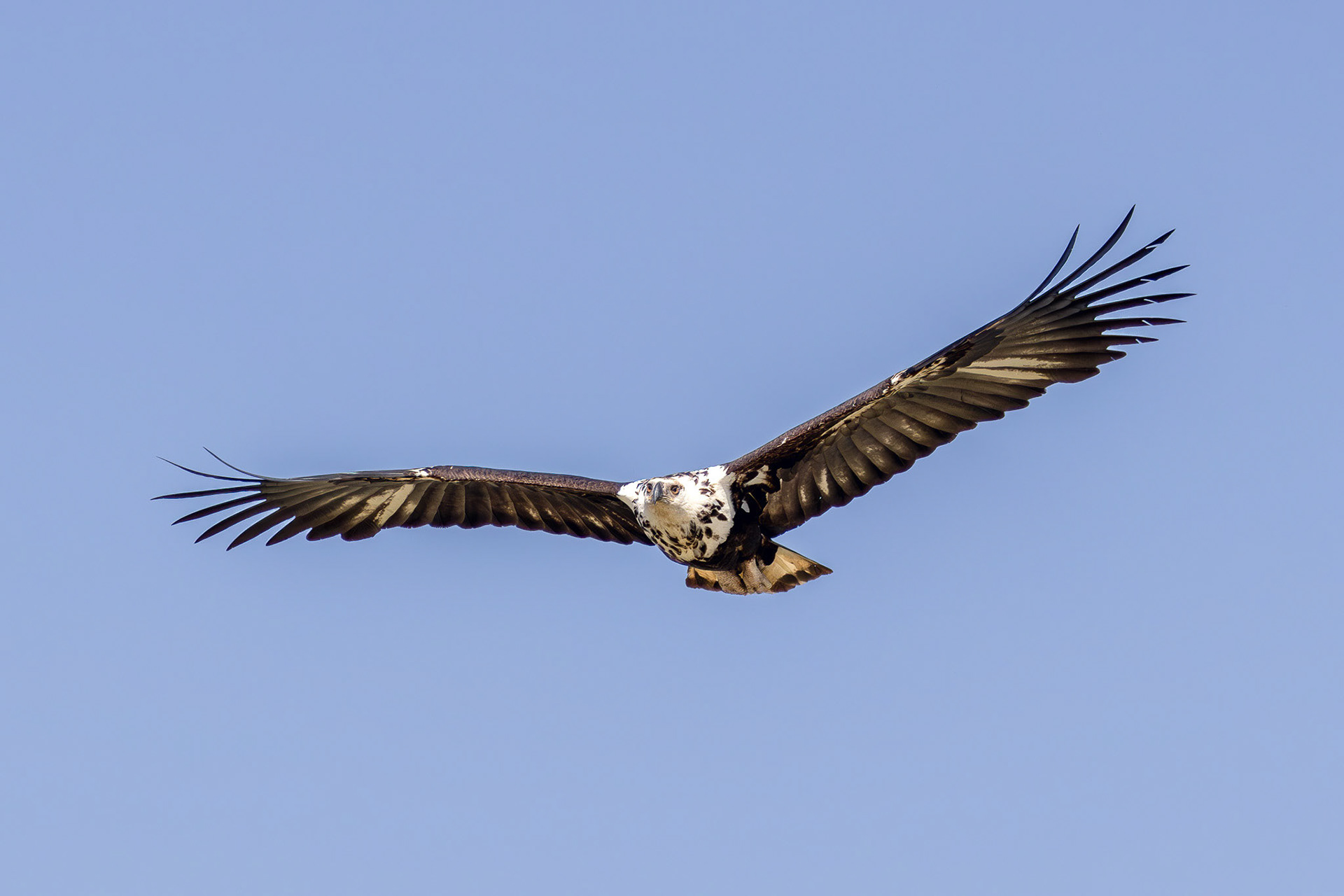 African Fish Eagle in full flight