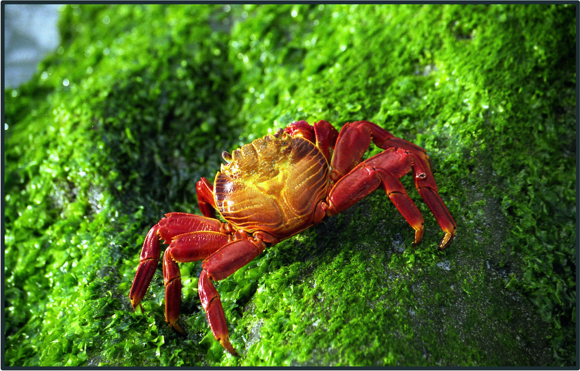 Sally lightfoot crab