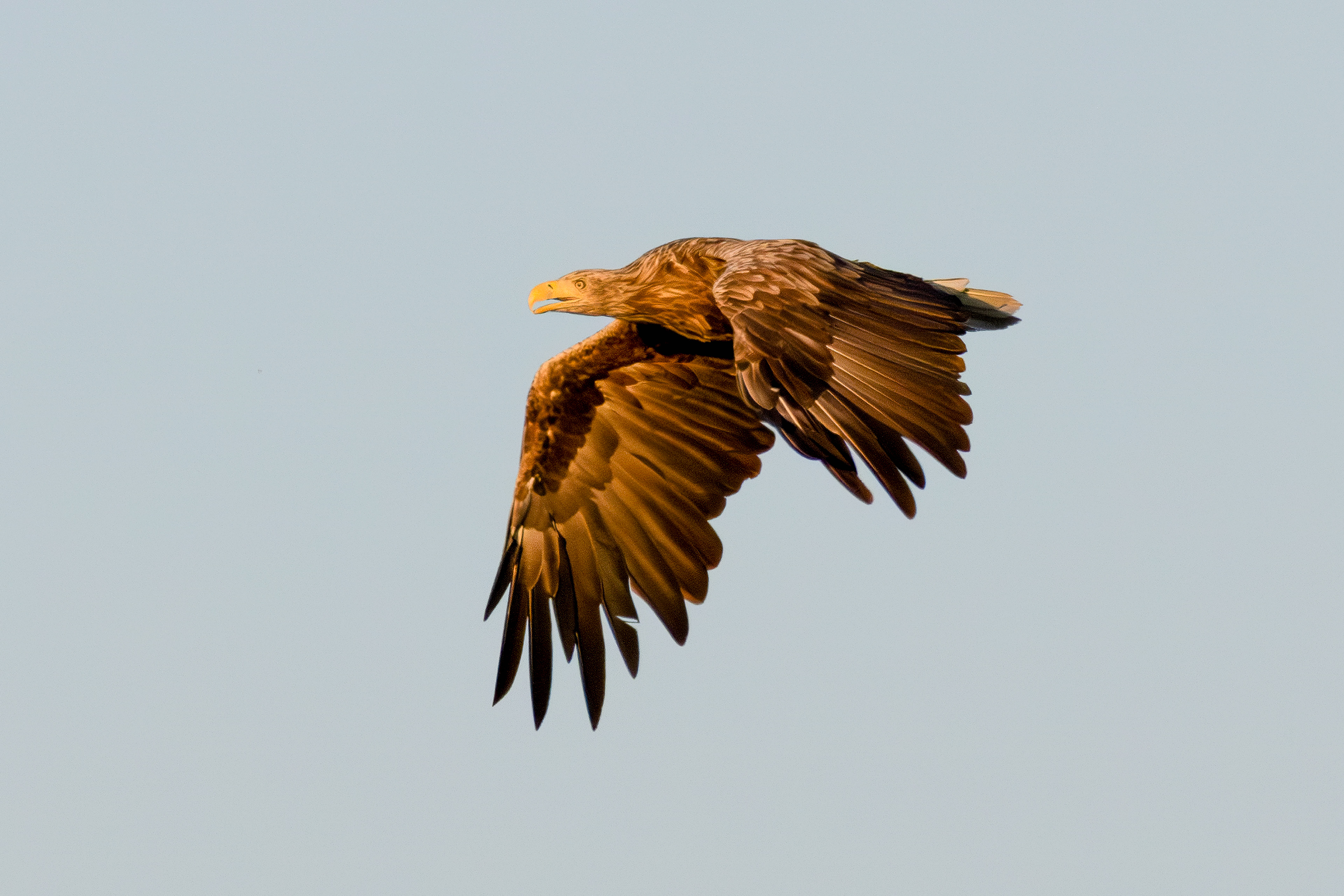 White-tailed eagle in late sun, Lepelaarplassen - Almere (2025)