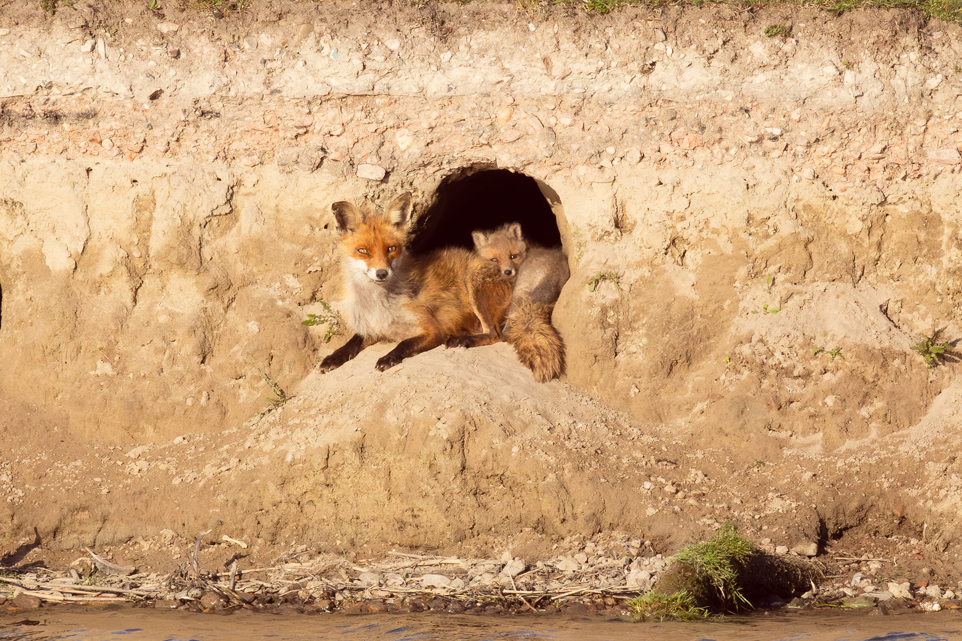 Mom fox + baby, Oostvaardersplassen - Almere (2025)