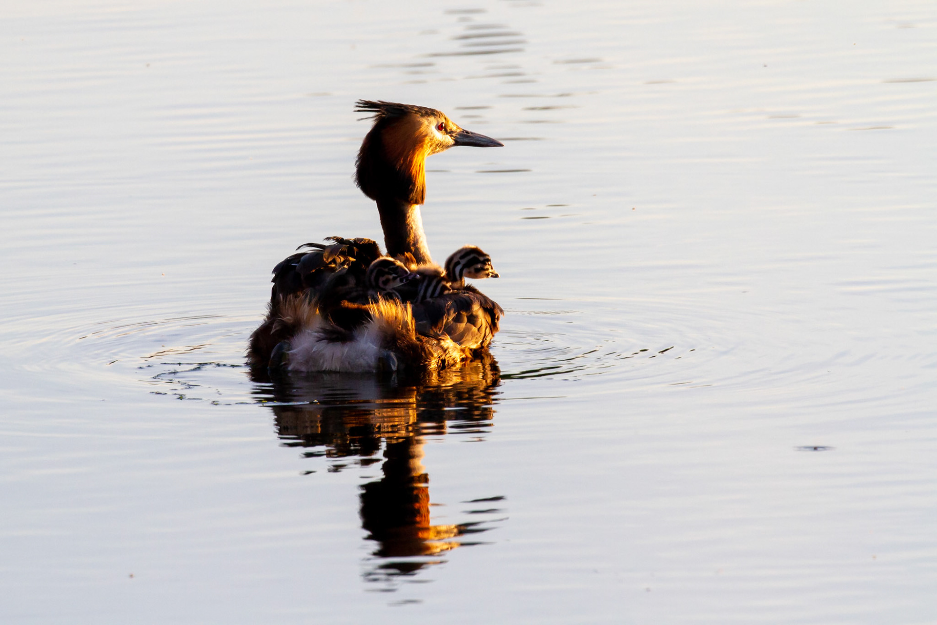 Great crested grebe with kids, Noorderplassen Noord - Almere (NL)