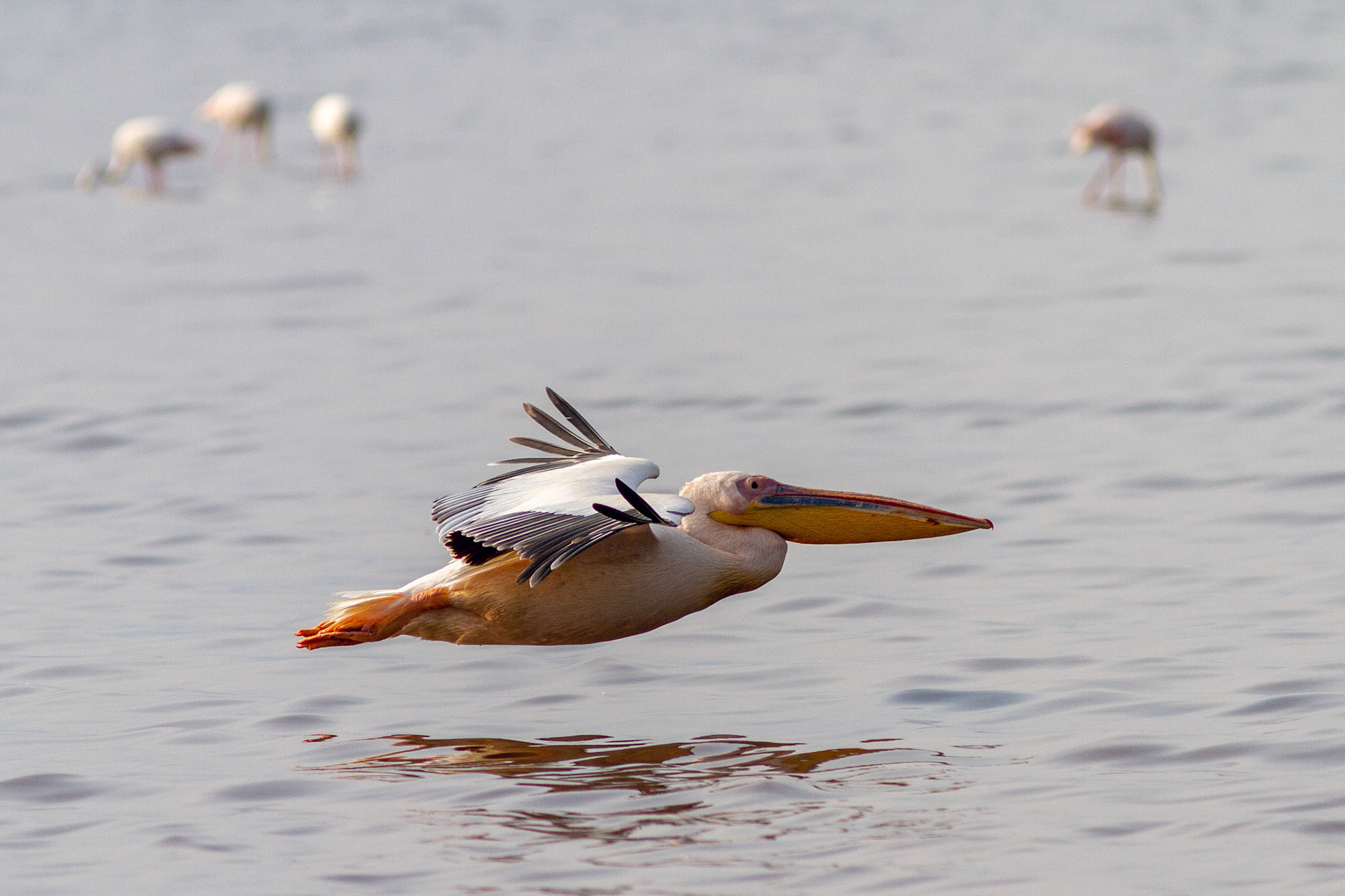 Pelican in flight, Lake Nakura, Kenya