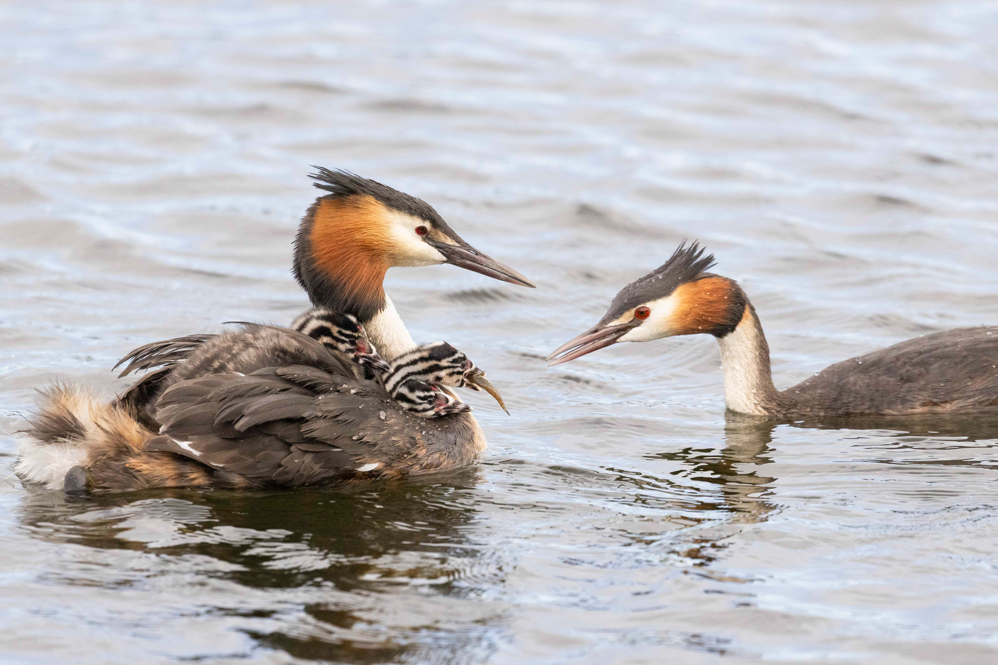 Great crested grebe with kids, Noorderplassen Noord - Almere (2025)