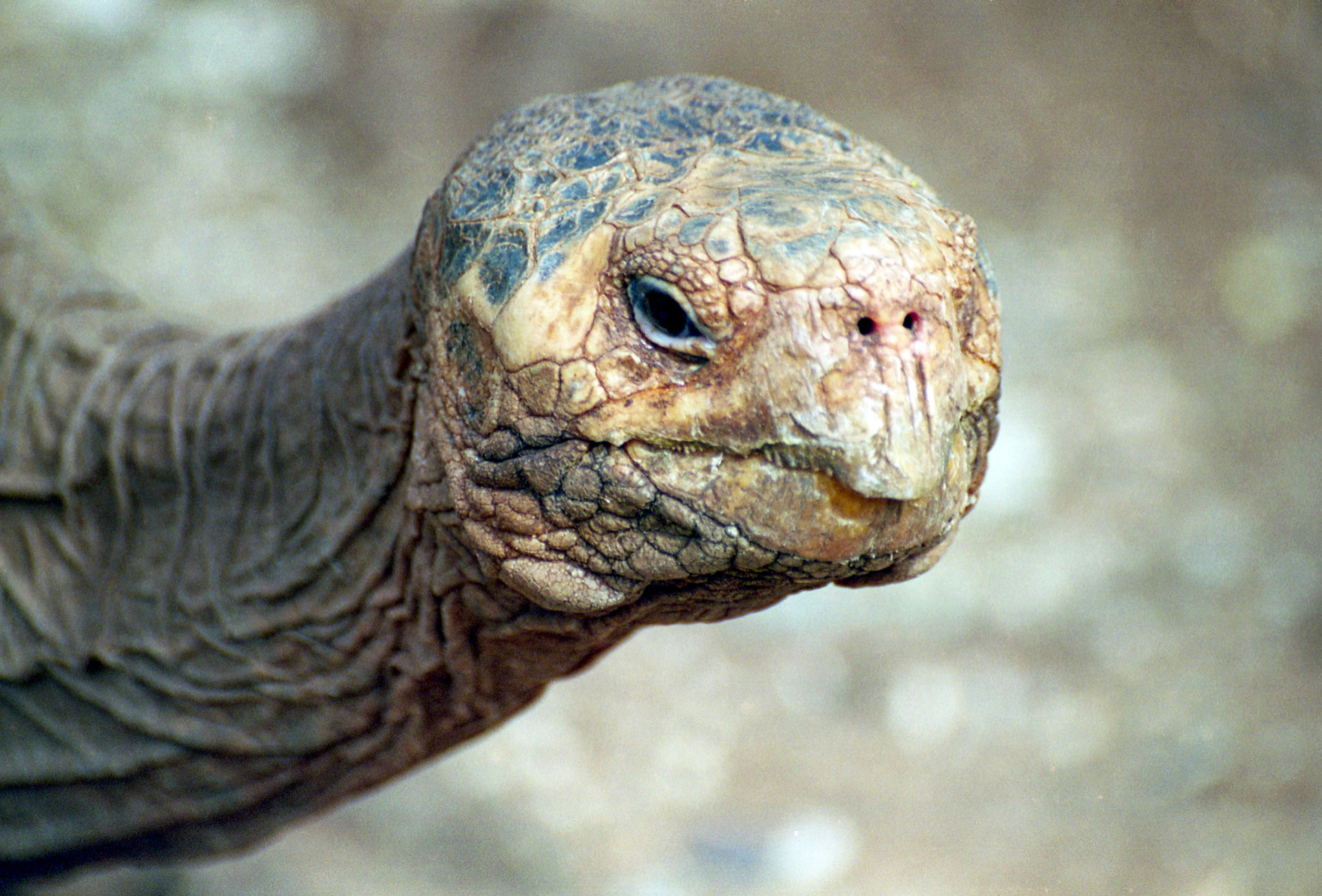 Giant turle, Galapagos, Ecuador