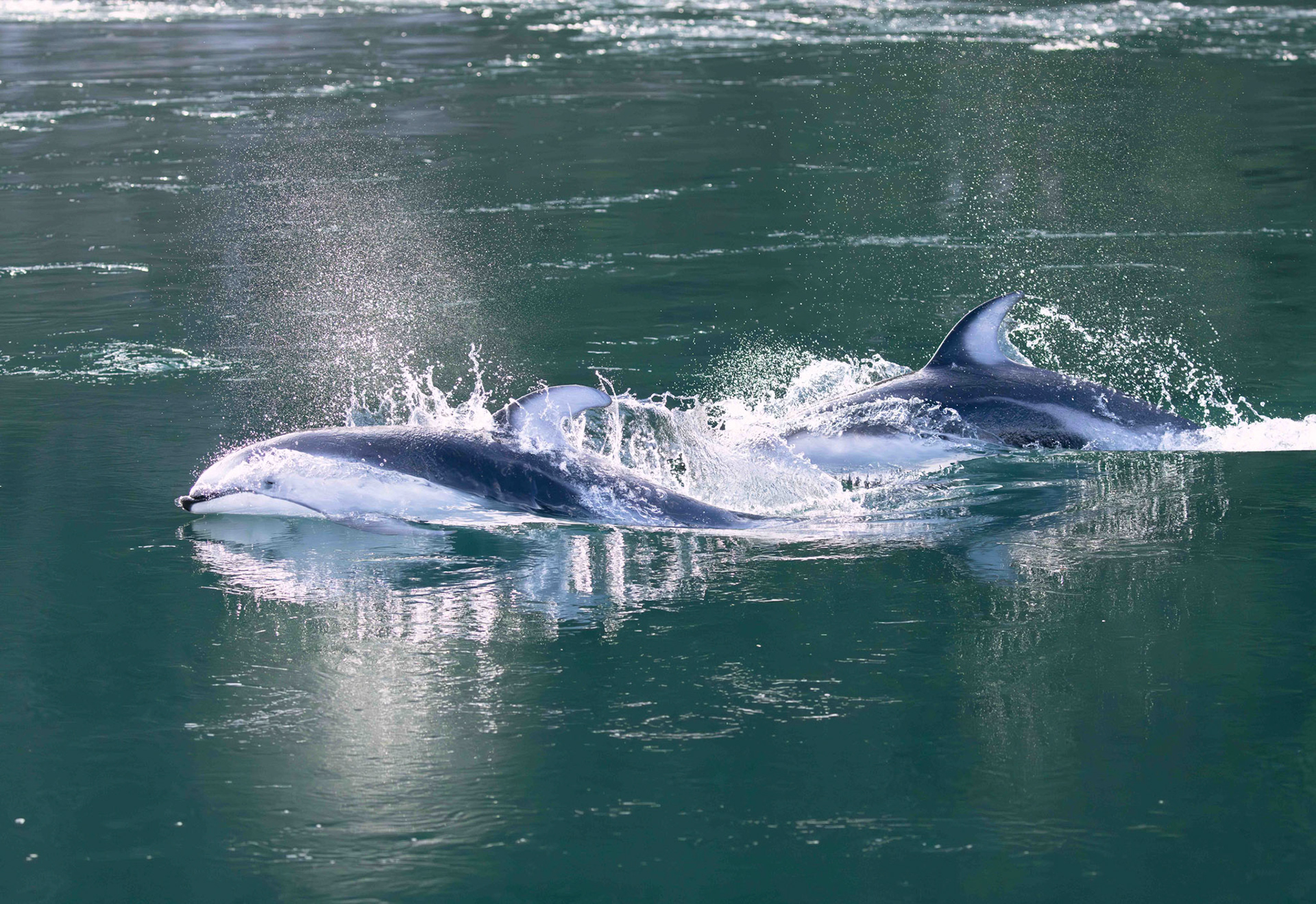 White-sided dolphins