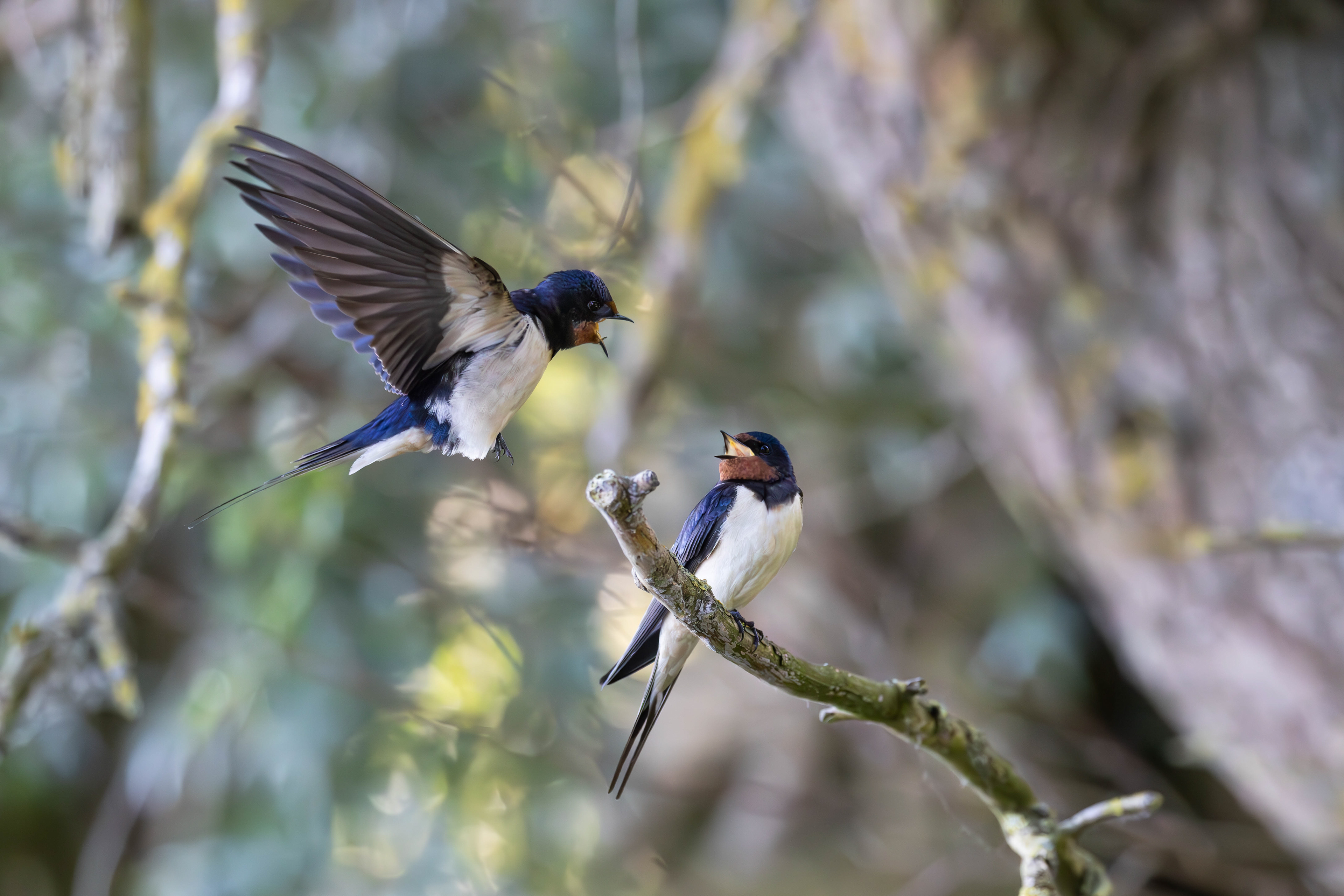 Barn swallows chicks, Oostvaardersplassen - Lelystad (2026)