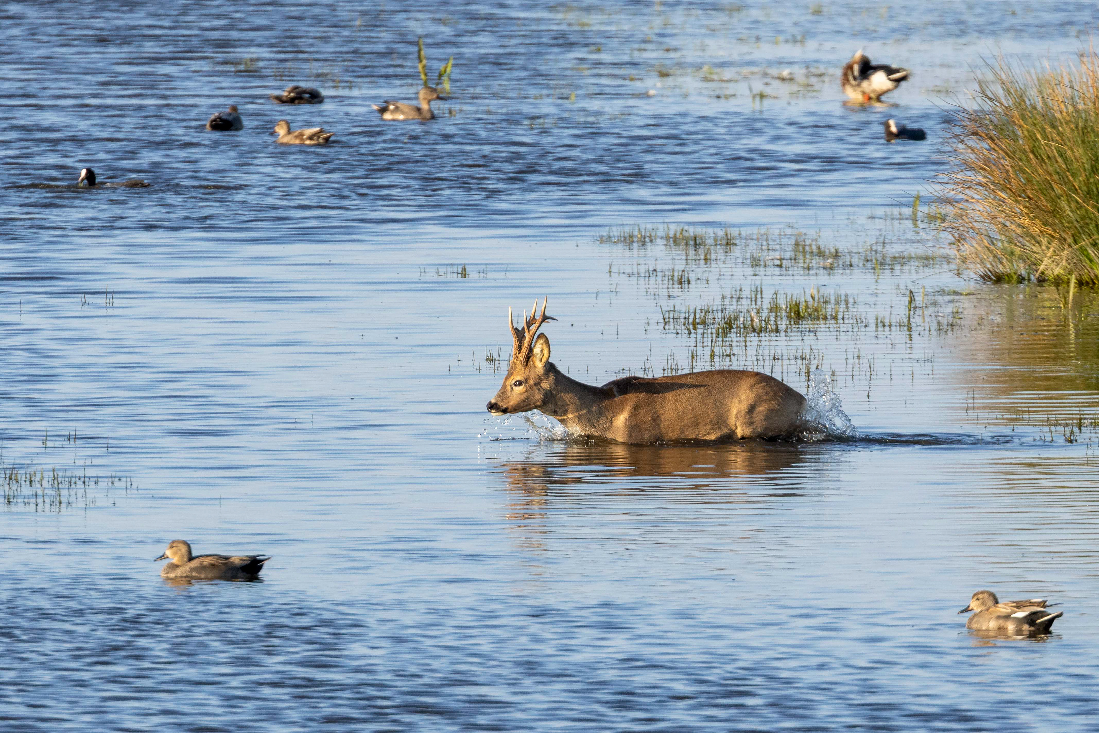 Roe deer, Lepaarplassen - Almere (2025)