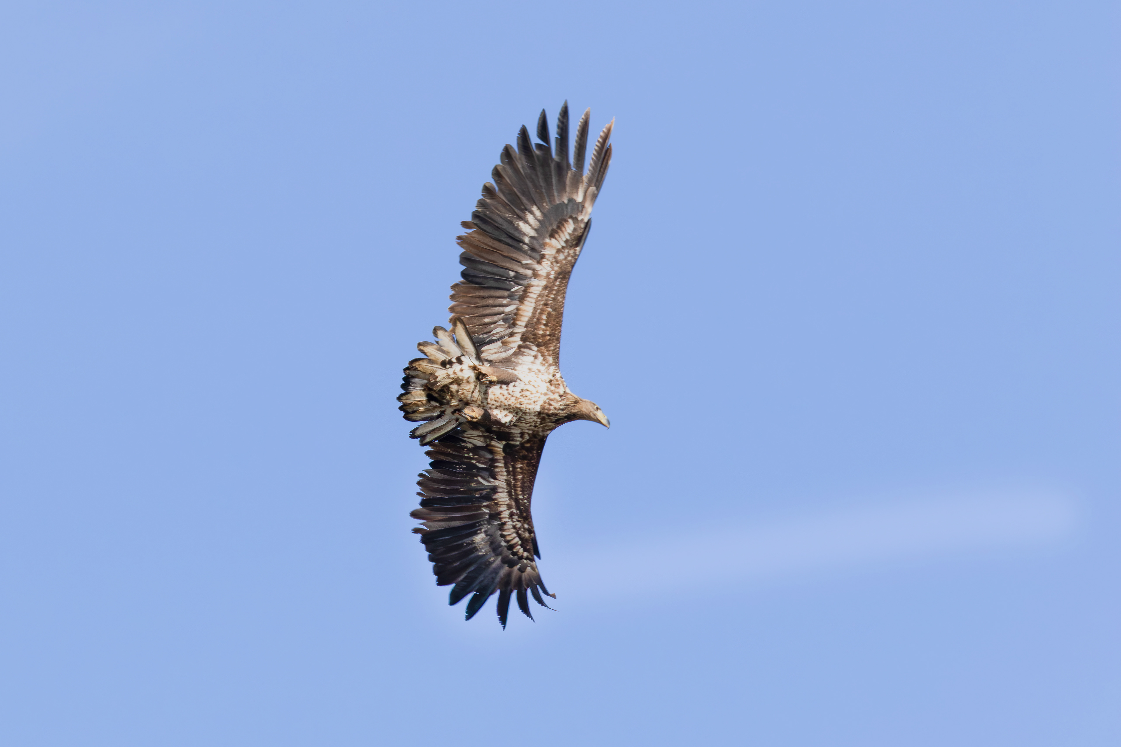 White-tailed eagle in flight, Lepelaarplassen - Almere (2025)