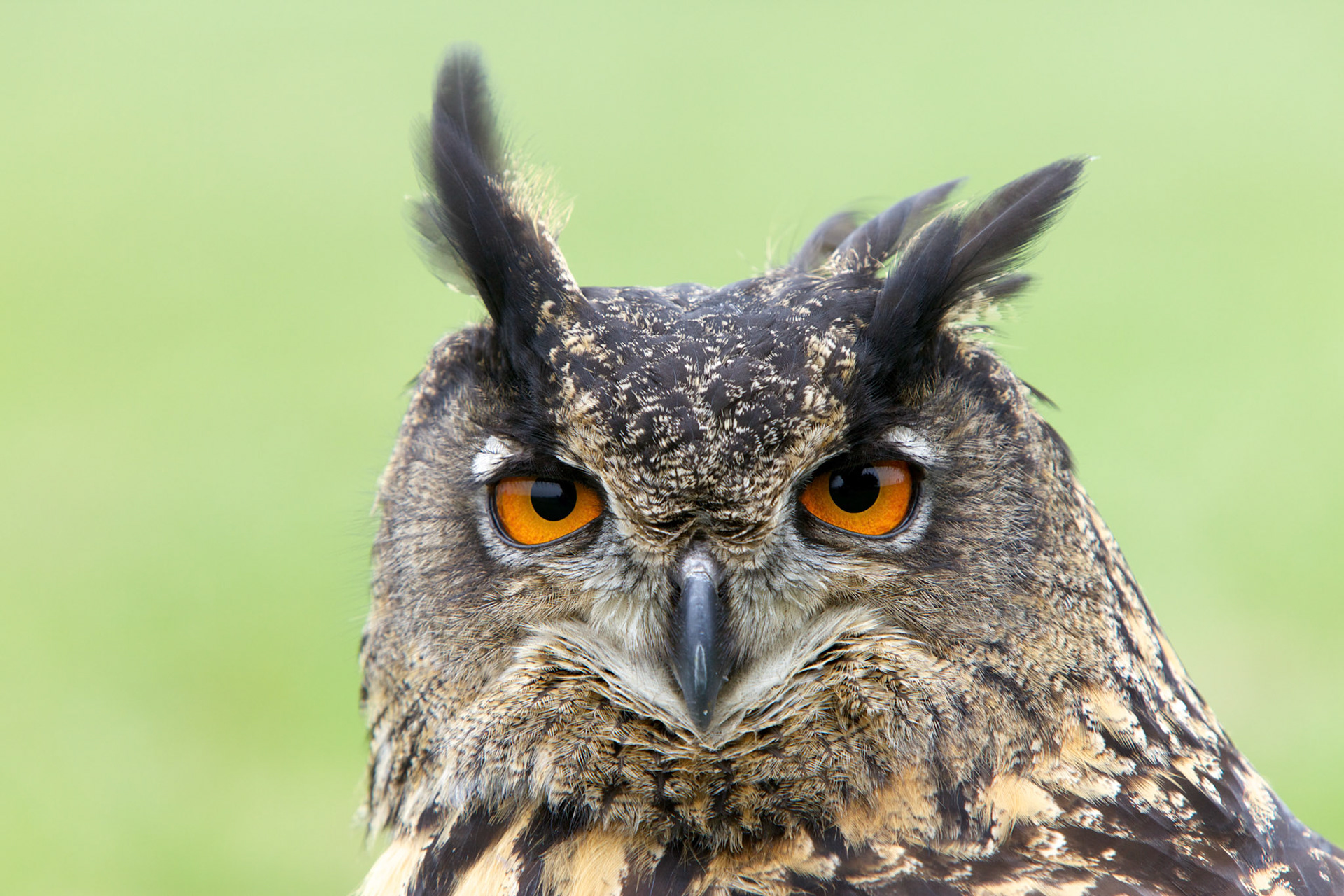 Oohoo, bird sanctuary - Netherlands