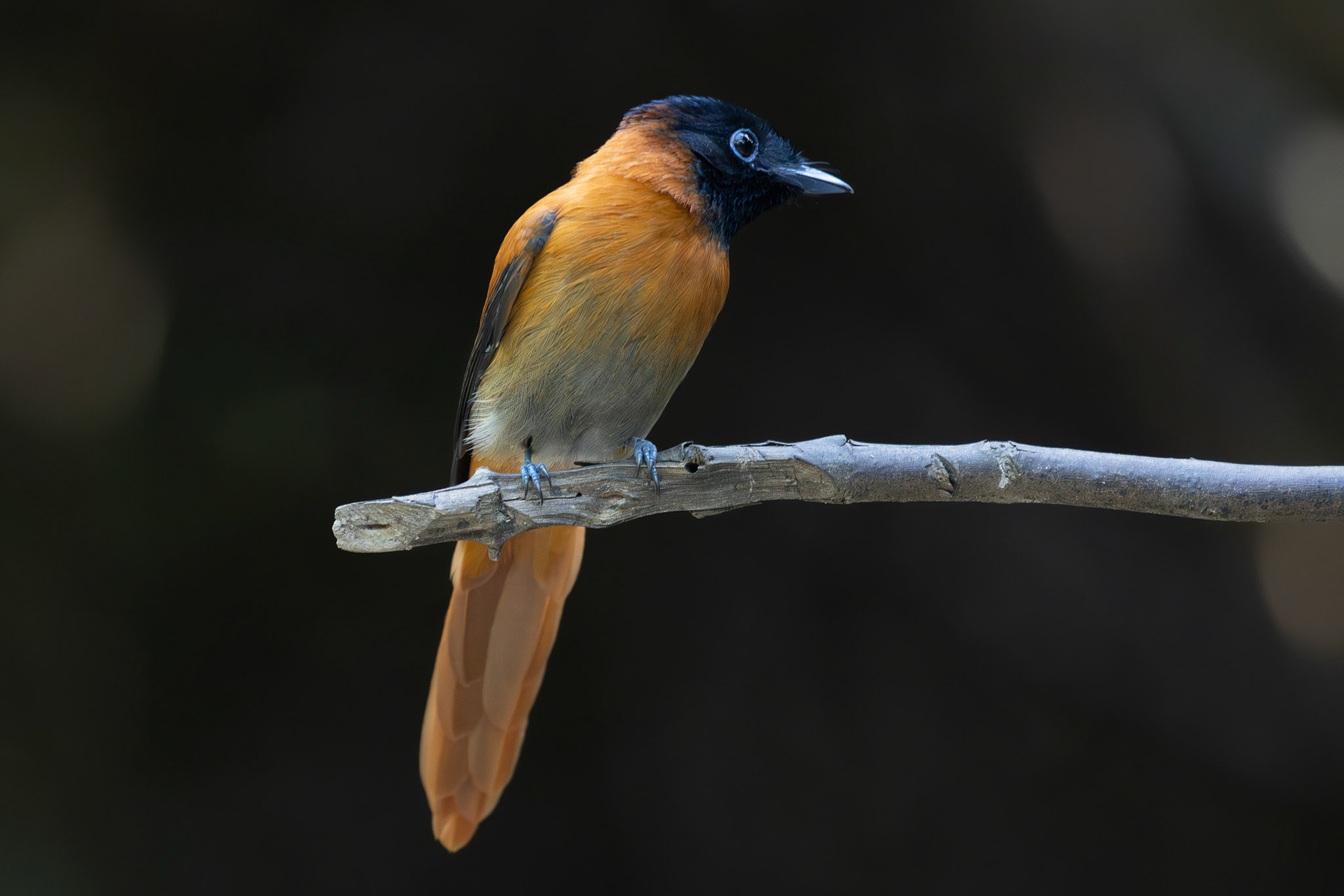African Paradise Flycatcher