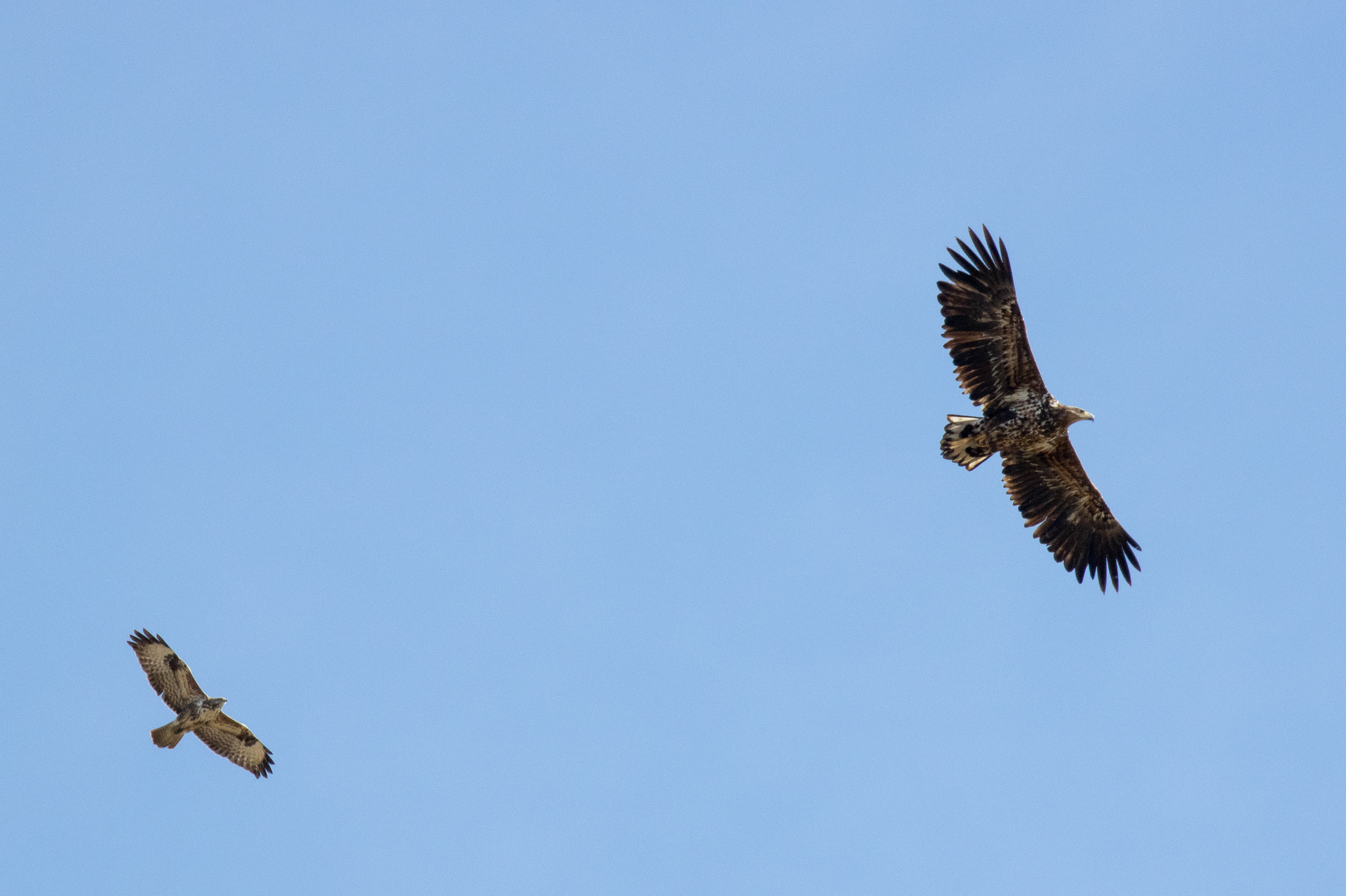 Buzzard and Sea Eagle - Almere (NL)