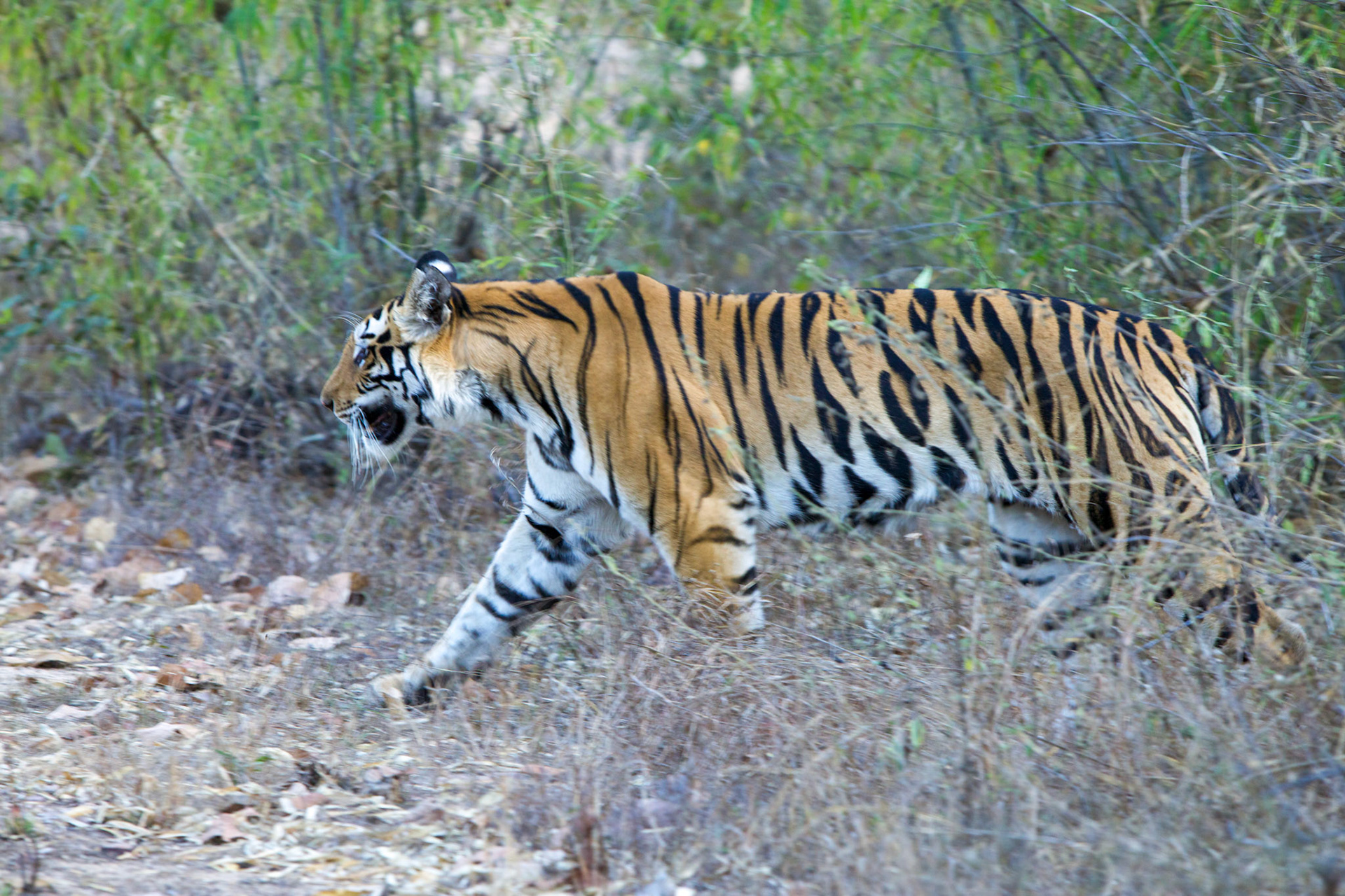 Tiger on the move, Bandhavgarh N.P., - India