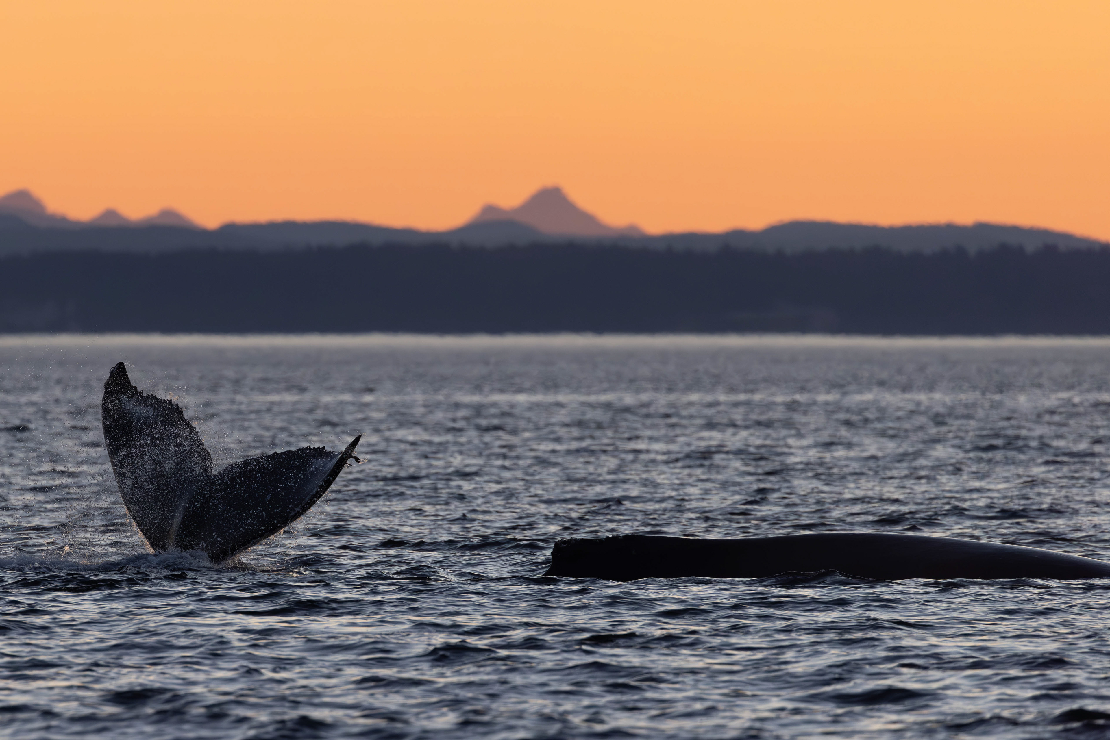 Humpback waving goodbye 