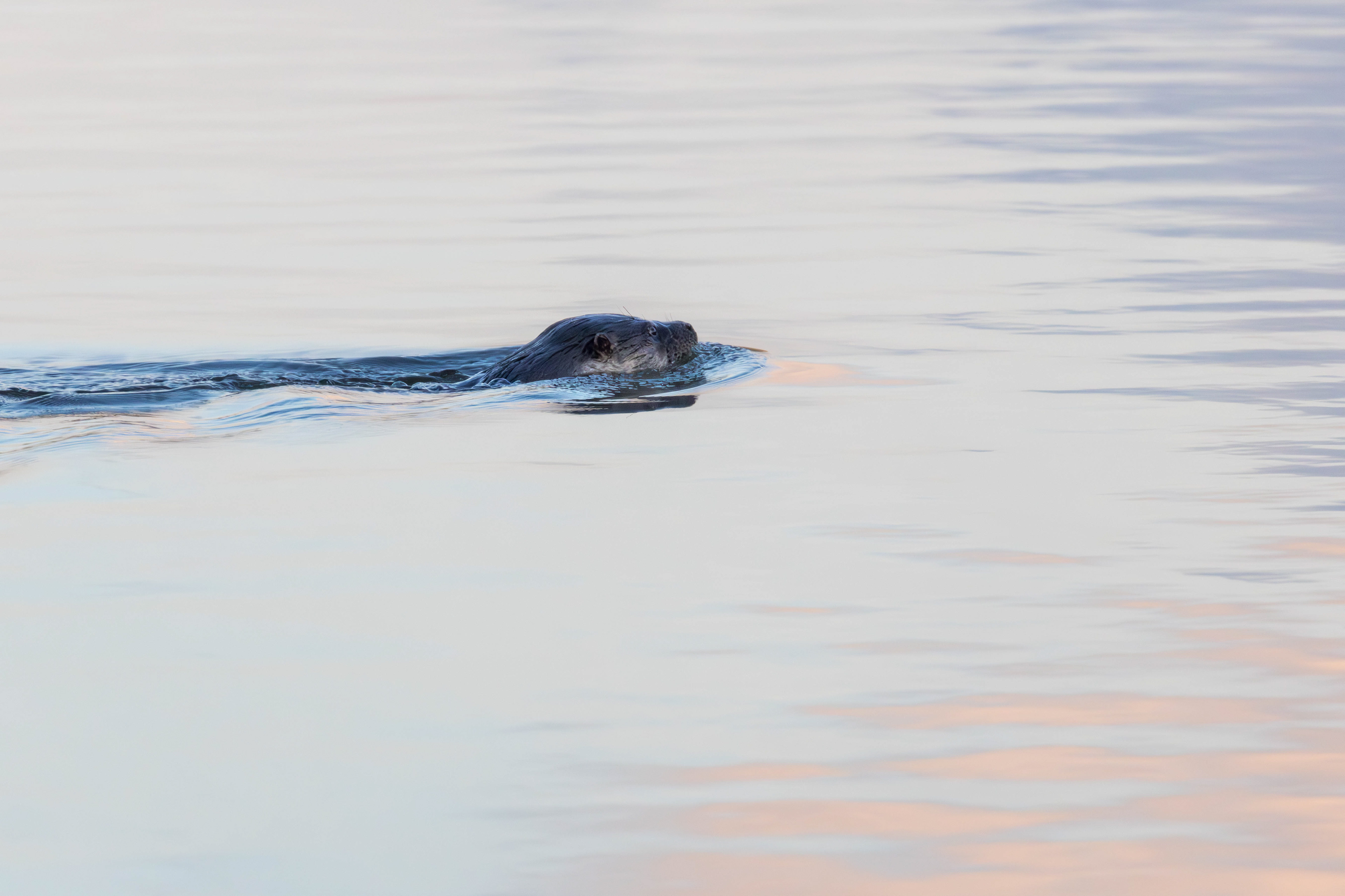 Otter, Lepelaarplassen - Almere (2024)