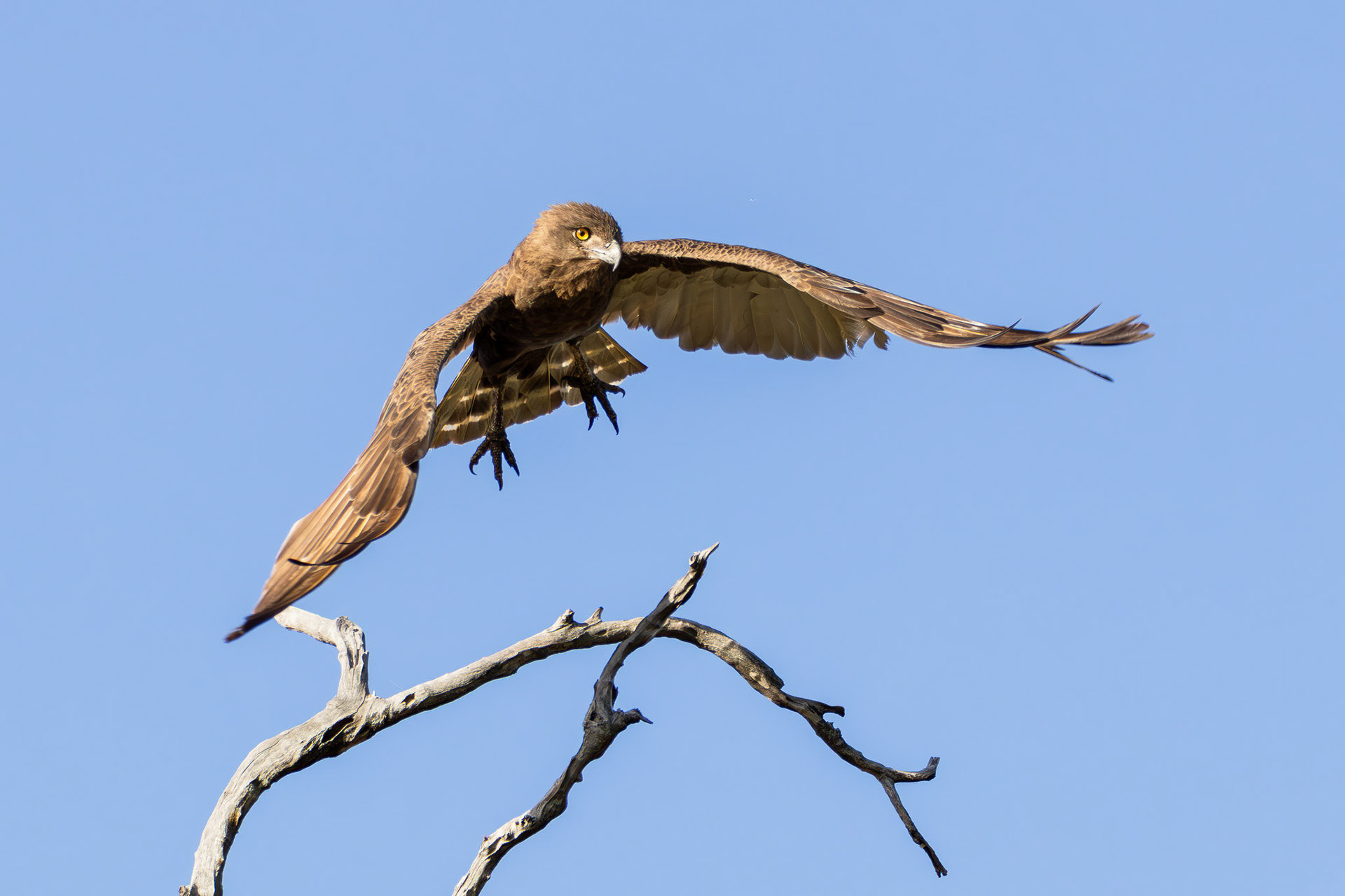 Brown Snake Eagle